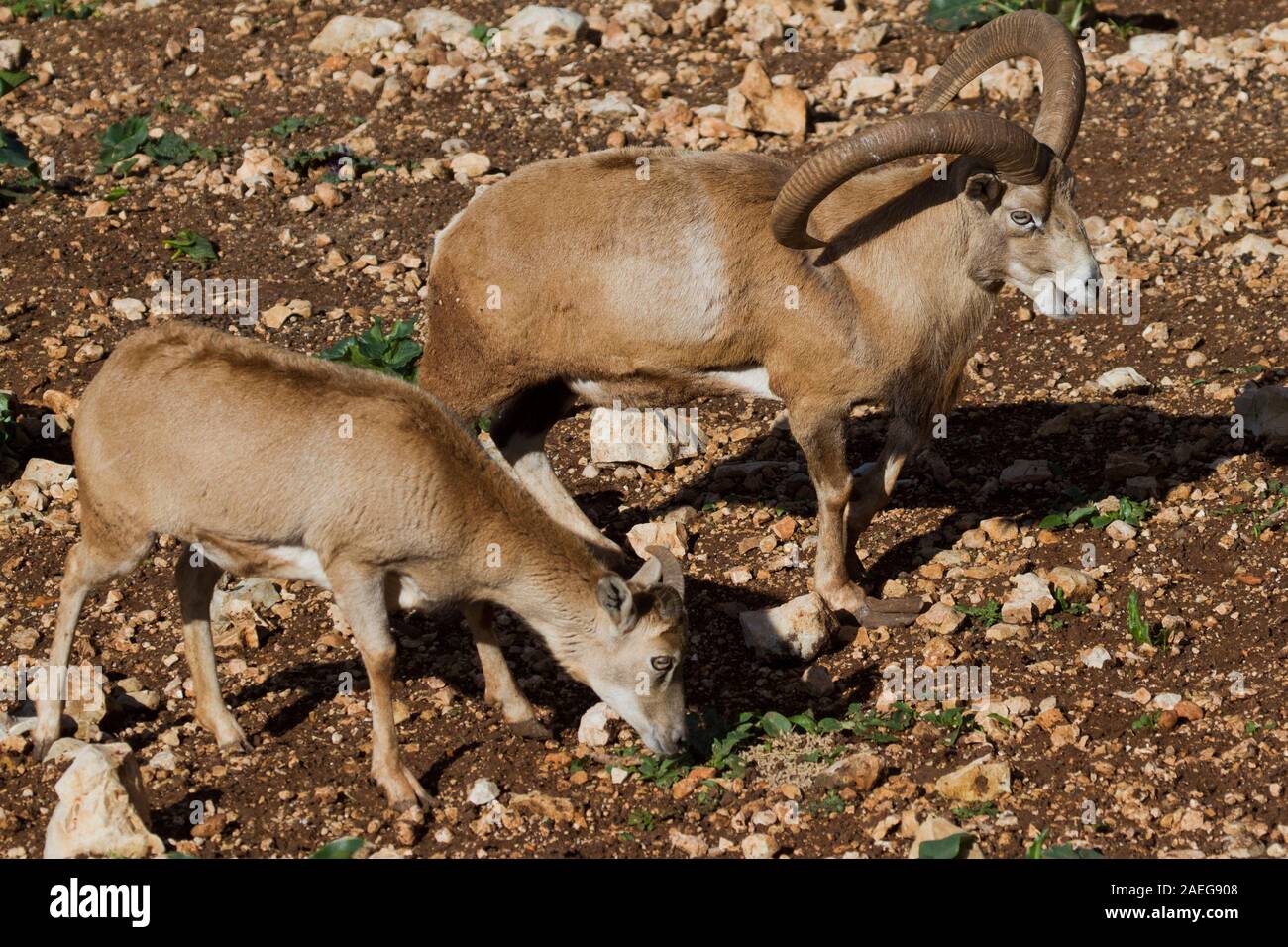 Muflone maschio (Ovis orientalis orientalis) una specie di pecora selvatica Foto Stock