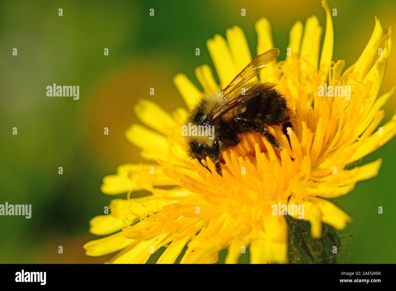 Bumble Bee su fiore giallo Foto Stock