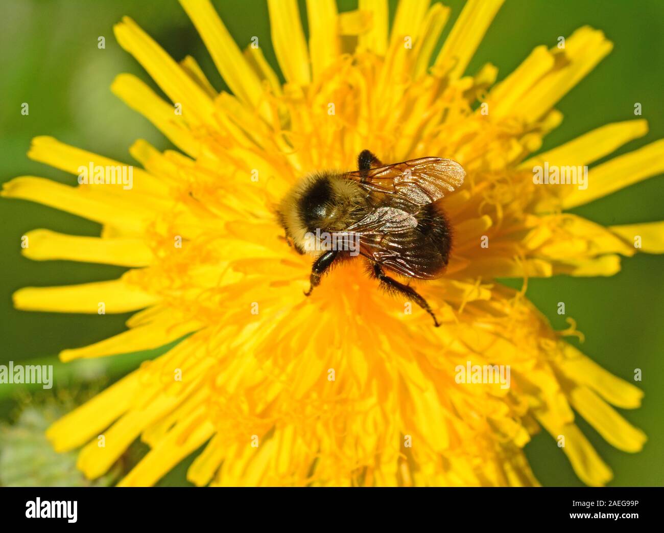 Bumble Bee su fiore giallo Foto Stock