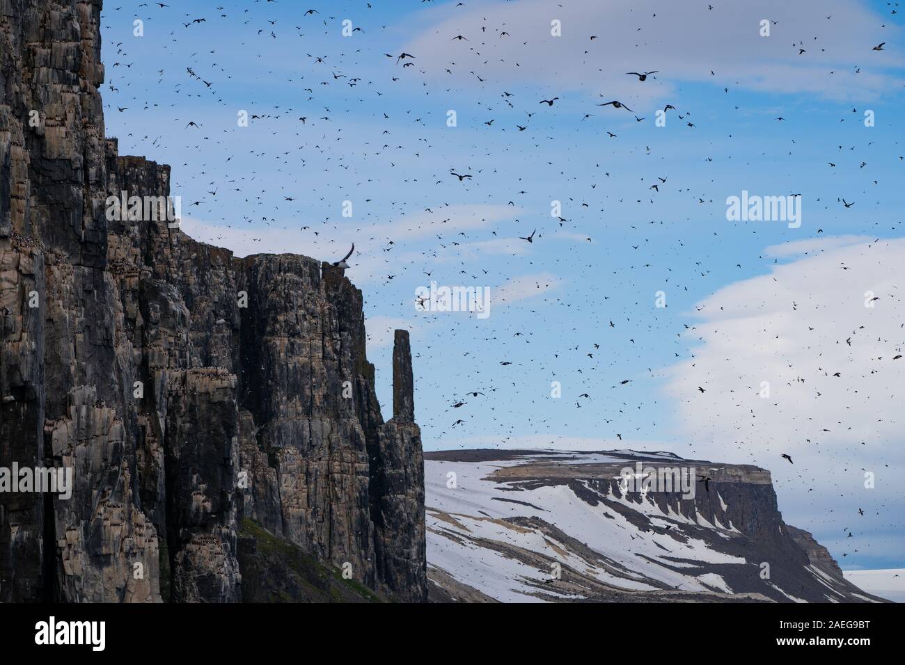 Colonia nidificazione di spessi fatturati murre o Brunnich's guillemot (Uria lomvia) a Aalkefjellet Hinlopenstretet Spitsbergen, Svalbard, casa di oltre 60.000 Foto Stock