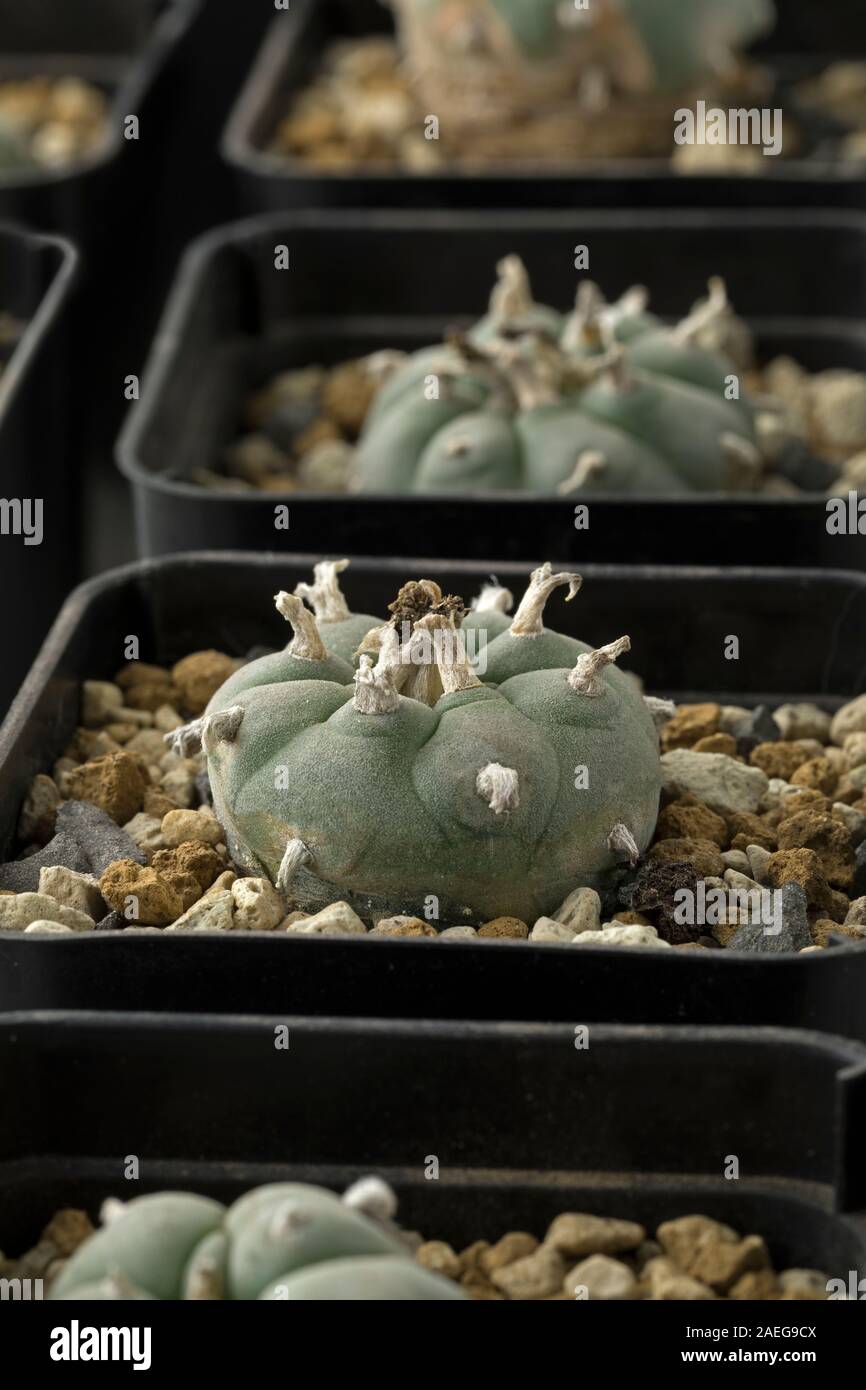 Fila di cactus Peyote Lophophora williamsii coltivate in vaso in un vivaio vicino fino Foto Stock
