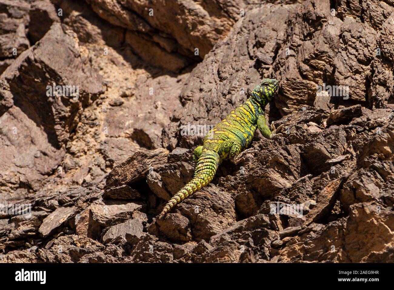 Maschio Mastigure ornati (Uromastyx ornata) è uno dei più pittoreschi membri del genere in Israele, con lunghezze fino a 37 cm. Ornato Mastigure può Foto Stock