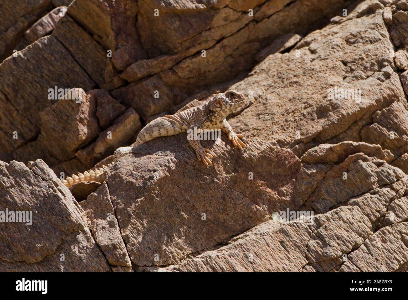Femmina Mastigure ornati (Uromastyx ornata) è uno dei più pittoreschi membri del genere in Israele, con lunghezze fino a 37 cm. Ornato Mastigure c Foto Stock