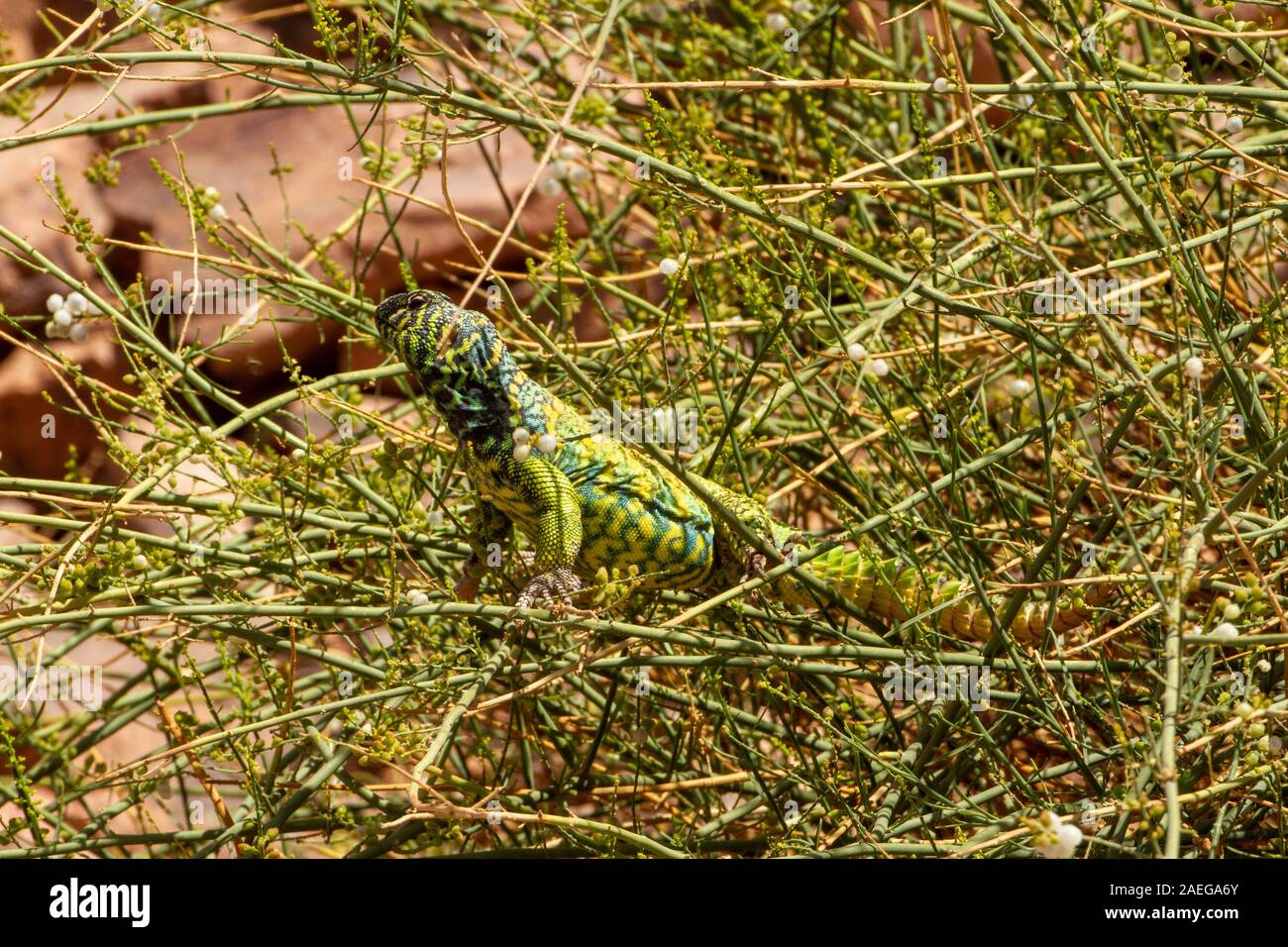 Maschio Mastigure ornati (Uromastyx ornata) è uno dei più pittoreschi membri del genere in Israele, con lunghezze fino a 37 cm. Ornato Mastigure può Foto Stock