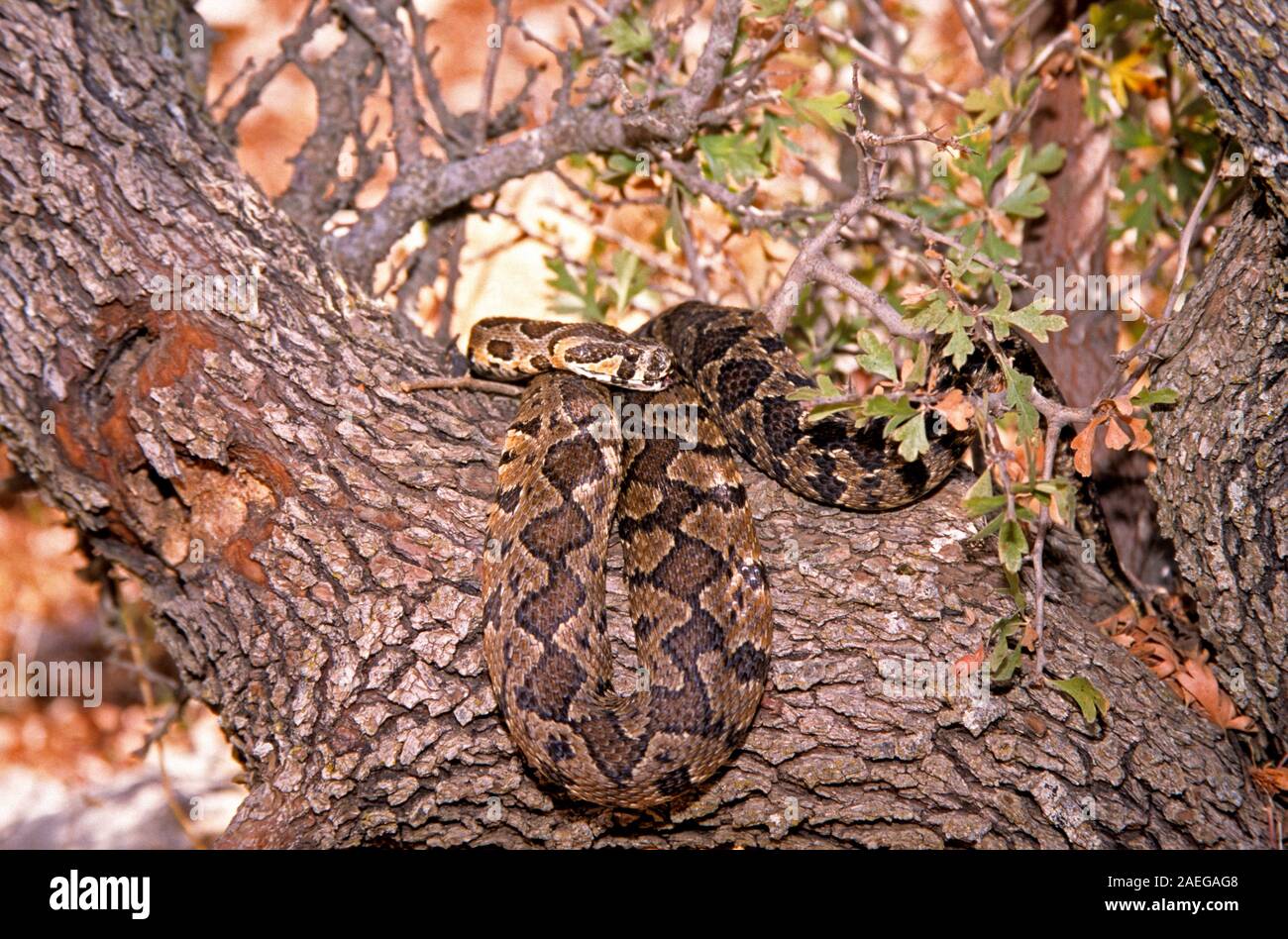 Viper palestinese, Palestina viper (Vipera palaestinae, Daboia palaestinae) fotografato in Israele Foto Stock