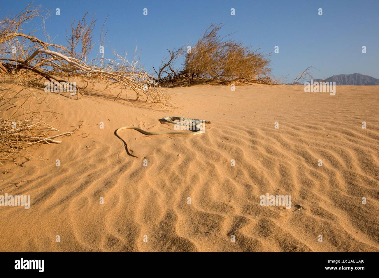 Braid serpente o Jan Il Cliff Racer (Platyceps rhodorachis) è una specie di serpente trovato in Asia centrale e in Medio Oriente. Fotografato in Israele nel De Foto Stock