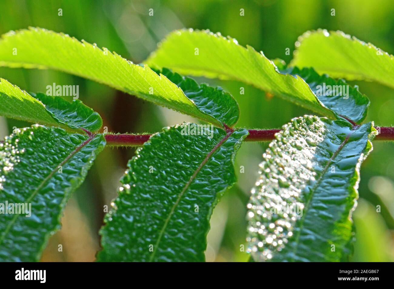 Foglie verdi parallelo su di un ramo Foto Stock