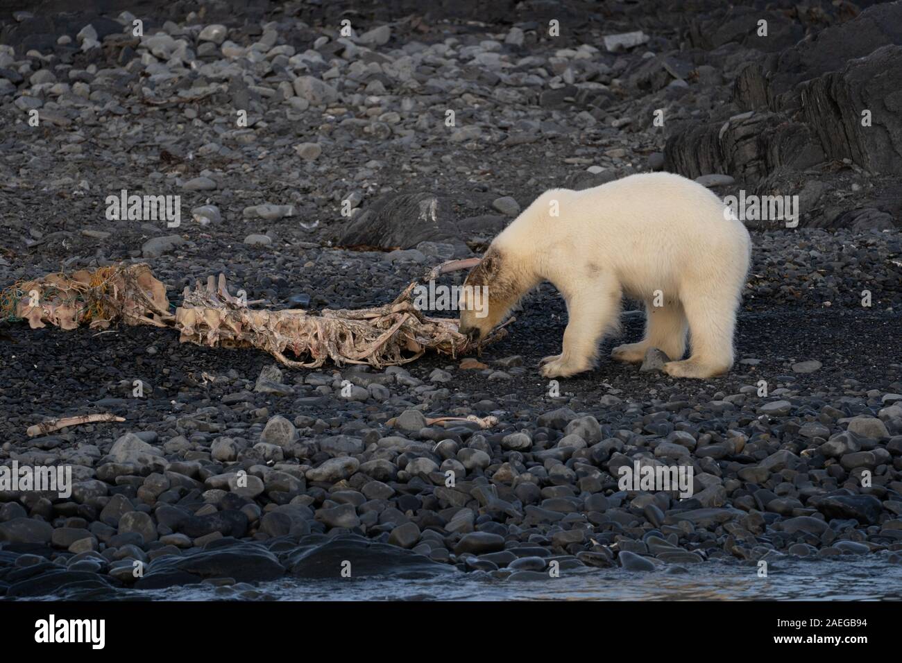 I capretti polar bear cub (Ursus maritimus) in Spitsbergen, Svalbard, Norvegia Foto Stock