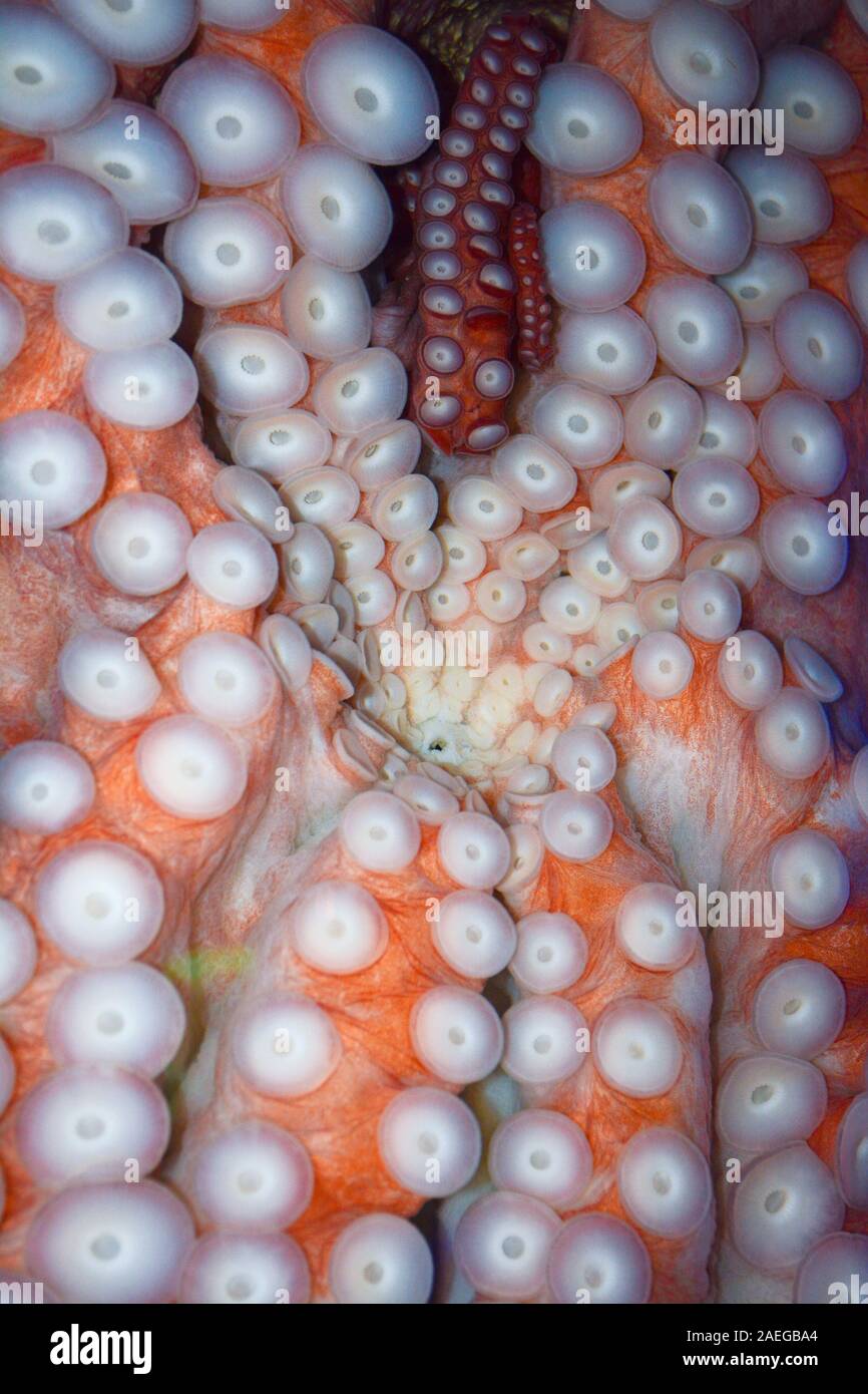 Il polpo sotto la bocca Foto Stock