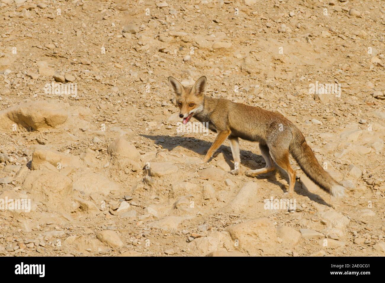 Red Fox (Vulpes vulpes vulpes). La Volpe rossa è la più grande del vero volpi, così come la maggior parte geograficamente sparsi membro dell'Carnivora, essendo Foto Stock