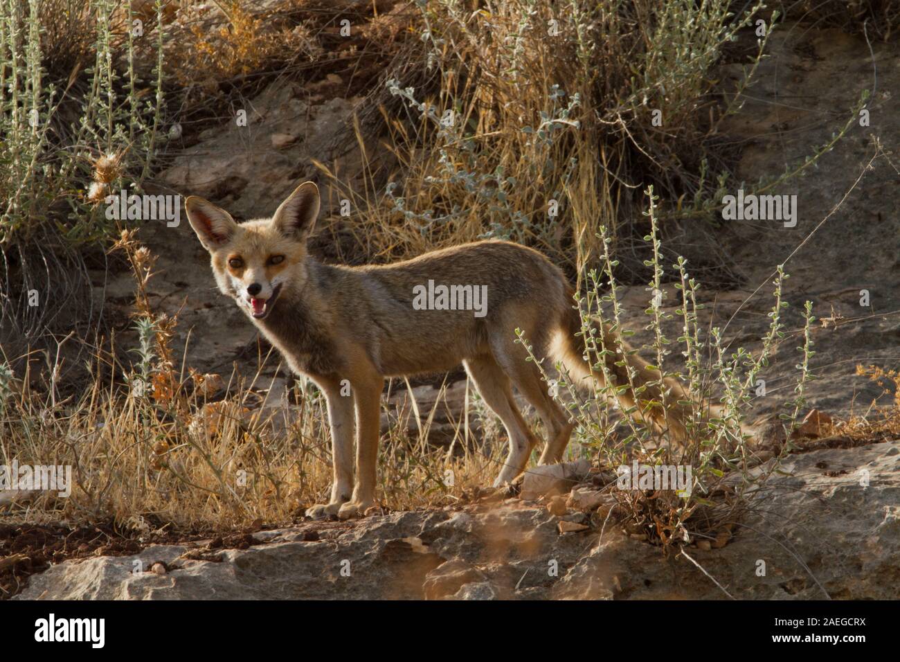 Red Fox (Vulpes vulpes vulpes). La Volpe rossa è la più grande del vero volpi, così come la maggior parte geograficamente sparsi membro dell'Carnivora, essendo Foto Stock