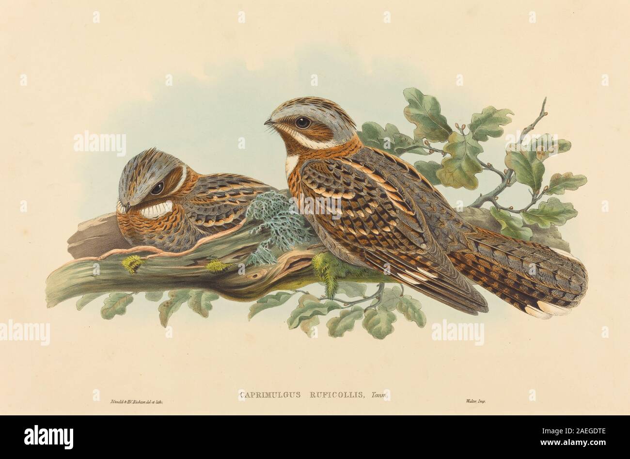 John Gould e HC Richter, Caprimulgus Ruficollis Caprimulgus Ruficollis Foto Stock