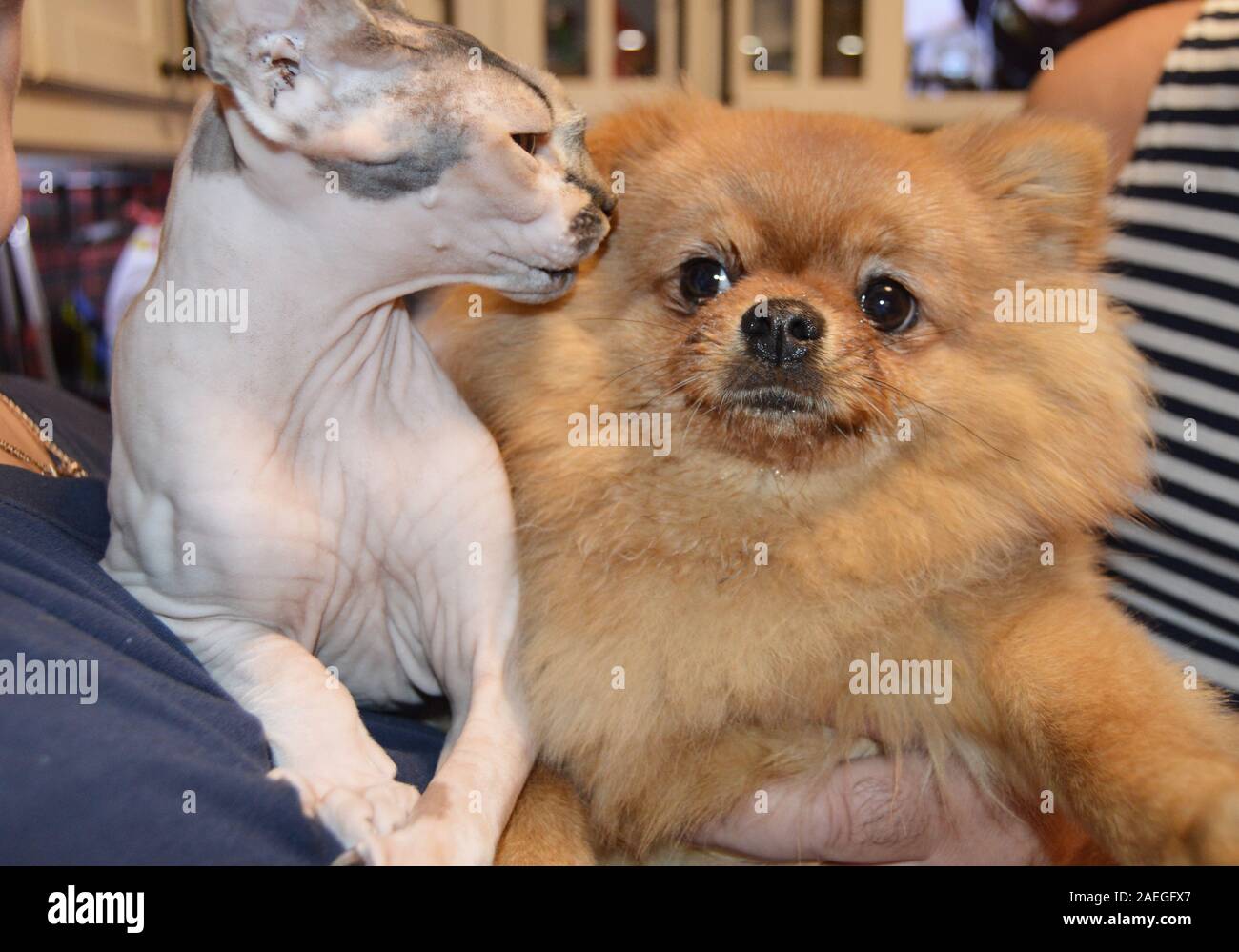 Amato animali domestici - un cane e Spitz il gatto Sphinx nelle mani dei loro padroni. Dolce amicizia cani e gatti. Foto Stock
