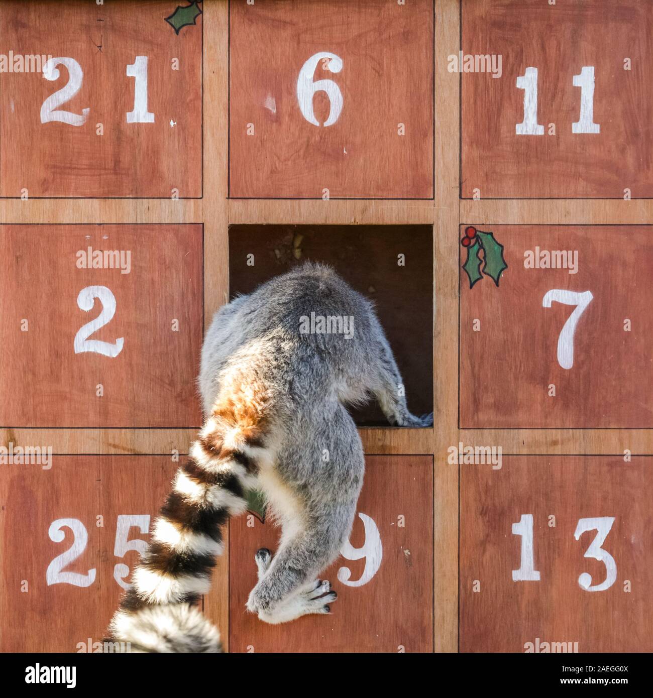 ZSL Whipsnade Zoo, REGNO UNITO, 09 dic 2019. Lo Zoo di maliziosa truppa di ring-tailed lemuri trovare un nuovo telaio di arrampicata in casa loro, sotto forma di un grande calendario d'Avvento con veg-riempito di windows. Lemuri, rinoceronti, leoni e capre pigmee tutti il risveglio di una festa a sorpresa come custodi prepararsi a celebrare il Natale con gli animali al ZSL Whipsnade Zoo. Credito: Imageplotter/Alamy Live News Foto Stock