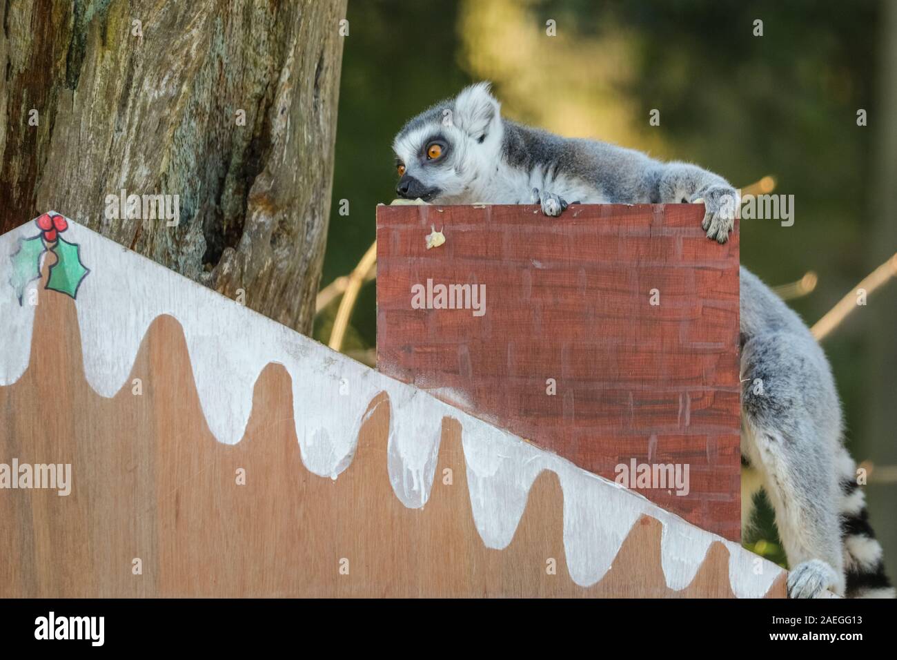 ZSL Whipsnade Zoo, REGNO UNITO, 09 dic 2019. Santa lemuri è verso il camino. Lo Zoo di maliziosa truppa di ring-tailed lemuri trovare un nuovo telaio di arrampicata in casa loro, sotto forma di un grande calendario d'Avvento con veg-riempito di windows. Lemuri, rinoceronti, leoni e capre pigmee tutti il risveglio di una festa a sorpresa come custodi prepararsi a celebrare il Natale con gli animali al ZSL Whipsnade Zoo. Credito: Imageplotter/Alamy Live News Foto Stock