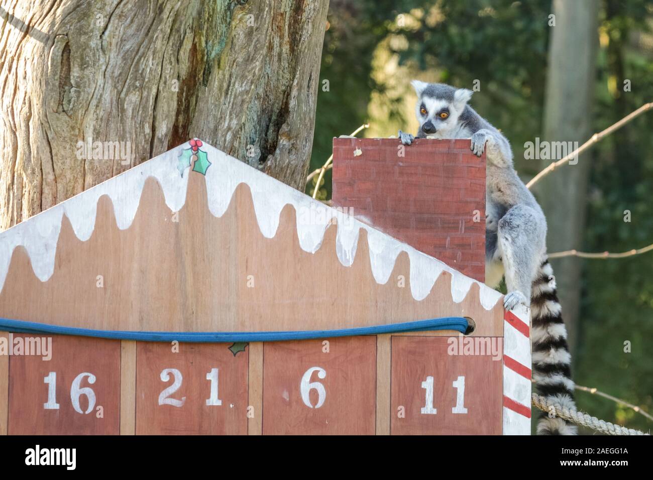 ZSL Whipsnade Zoo, REGNO UNITO, 09 dic 2019. Santa lemuri è verso il camino. Lo Zoo di maliziosa truppa di ring-tailed lemuri trovare un nuovo telaio di arrampicata in casa loro, sotto forma di un grande calendario d'Avvento con veg-riempito di windows. Lemuri, rinoceronti, leoni e capre pigmee tutti il risveglio di una festa a sorpresa come custodi prepararsi a celebrare il Natale con gli animali al ZSL Whipsnade Zoo. Credito: Imageplotter/Alamy Live News Foto Stock