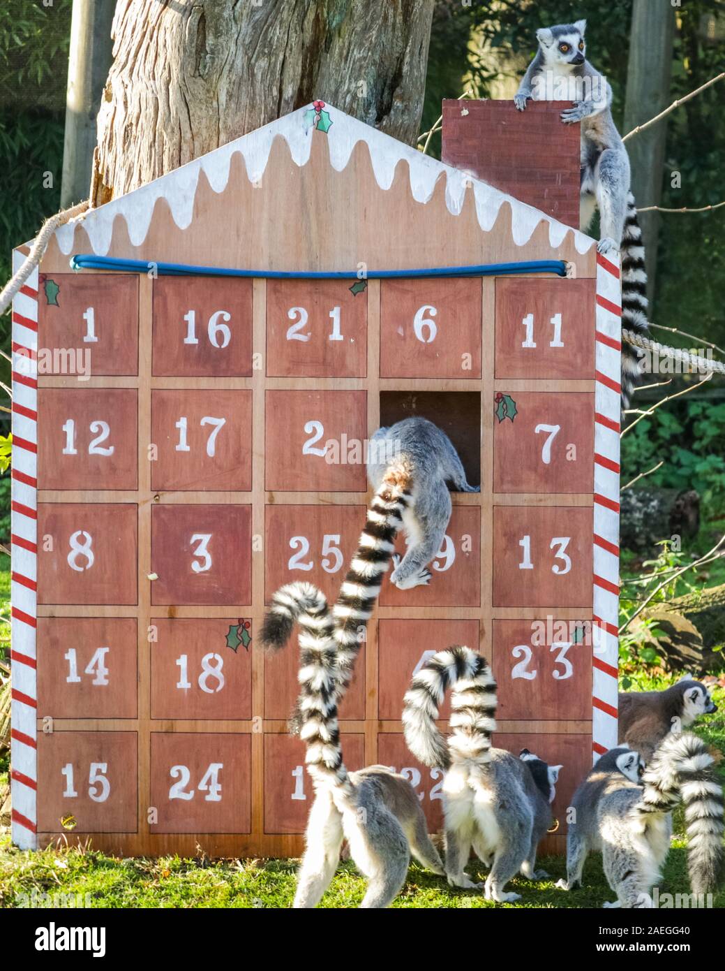 ZSL Whipsnade Zoo, REGNO UNITO, 09 dic 2019. Lo Zoo di maliziosa truppa di ring-tailed lemuri trovare un nuovo telaio di arrampicata in casa loro, sotto forma di un grande calendario d'Avvento con veg-riempito di windows. Lemuri, rinoceronti, leoni e capre pigmee tutti il risveglio di una festa a sorpresa come custodi prepararsi a celebrare il Natale con gli animali al ZSL Whipsnade Zoo. Credito: Imageplotter/Alamy Live News Foto Stock