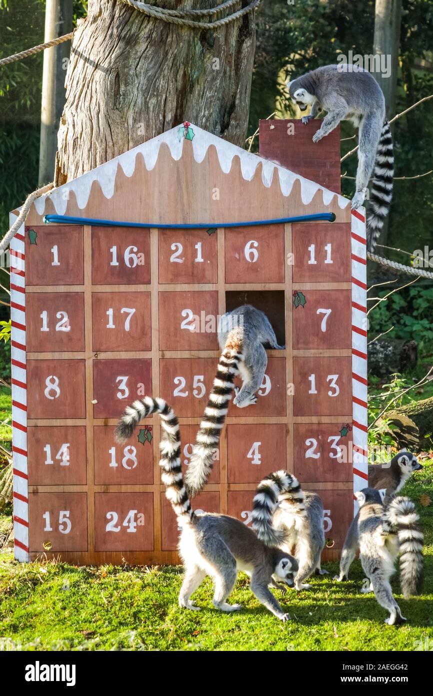 ZSL Whipsnade Zoo, REGNO UNITO, 09 dic 2019. Lo Zoo di maliziosa truppa di ring-tailed lemuri trovare un nuovo telaio di arrampicata in casa loro, sotto forma di un grande calendario d'Avvento con veg-riempito di windows. Lemuri, rinoceronti, leoni e capre pigmee tutti il risveglio di una festa a sorpresa come custodi prepararsi a celebrare il Natale con gli animali al ZSL Whipsnade Zoo. Credito: Imageplotter/Alamy Live News Foto Stock