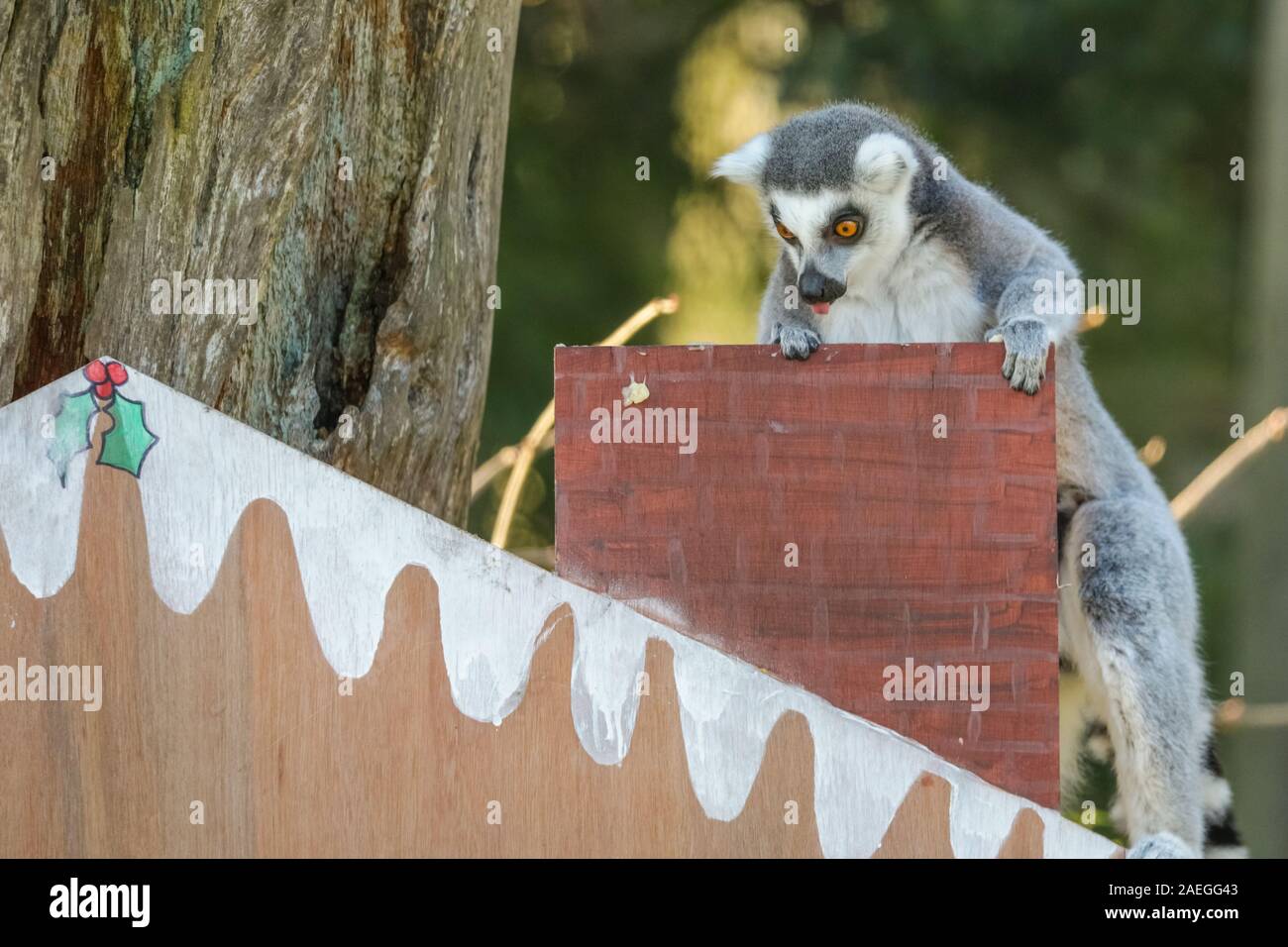 ZSL Whipsnade Zoo, REGNO UNITO, 09 dic 2019. Santa lemuri è verso il camino. Lo Zoo di maliziosa truppa di ring-tailed lemuri trovare un nuovo telaio di arrampicata in casa loro, sotto forma di un grande calendario d'Avvento con veg-riempito di windows. Lemuri, rinoceronti, leoni e capre pigmee tutti il risveglio di una festa a sorpresa come custodi prepararsi a celebrare il Natale con gli animali al ZSL Whipsnade Zoo. Credito: Imageplotter/Alamy Live News Foto Stock