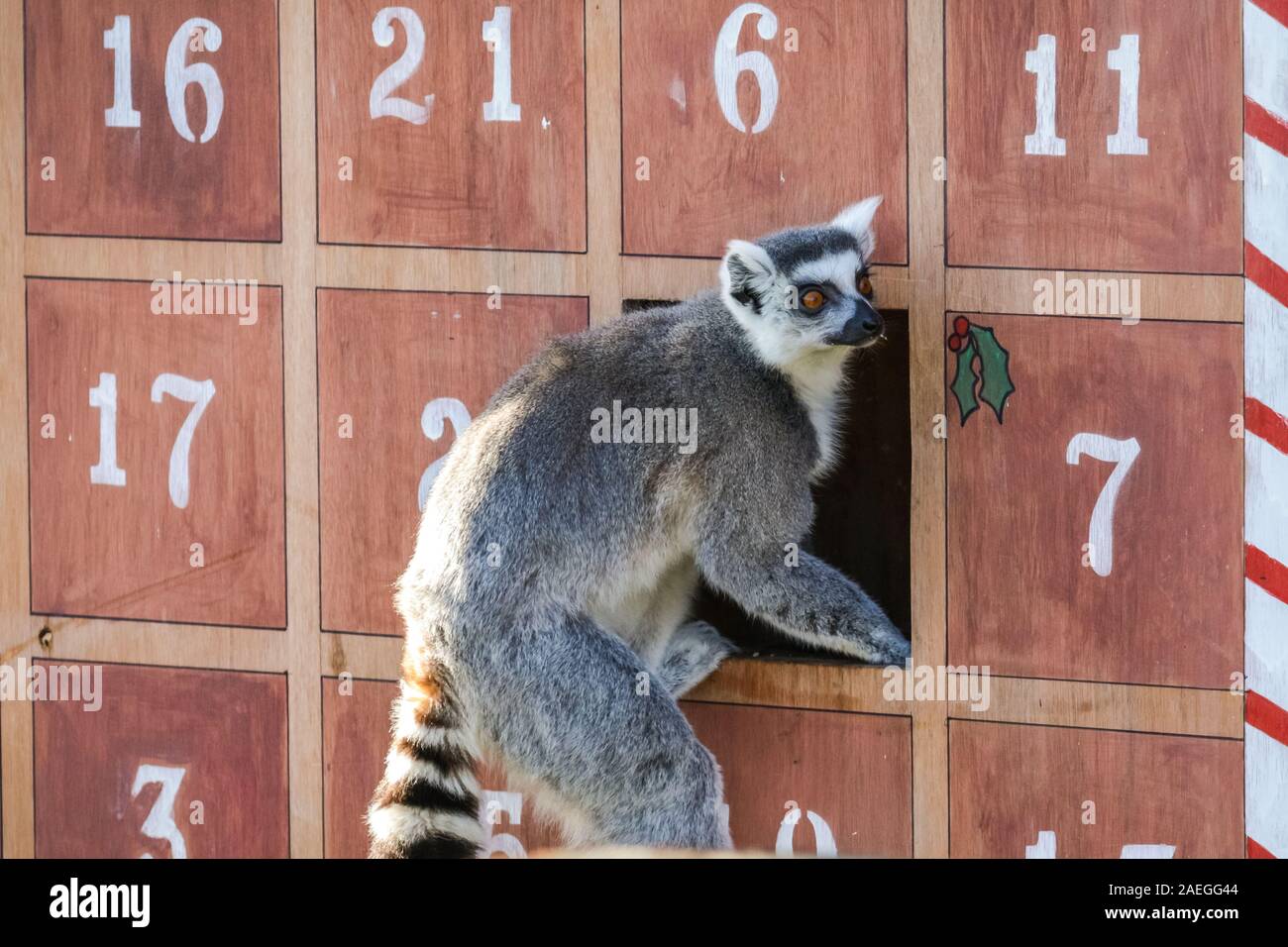 ZSL Whipsnade Zoo, REGNO UNITO, 09 dic 2019. Lo Zoo di maliziosa truppa di ring-tailed lemuri trovare un nuovo telaio di arrampicata in casa loro, sotto forma di un grande calendario d'Avvento con veg-riempito di windows. Lemuri, rinoceronti, leoni e capre pigmee tutti il risveglio di una festa a sorpresa come custodi prepararsi a celebrare il Natale con gli animali al ZSL Whipsnade Zoo. Credito: Imageplotter/Alamy Live News Foto Stock