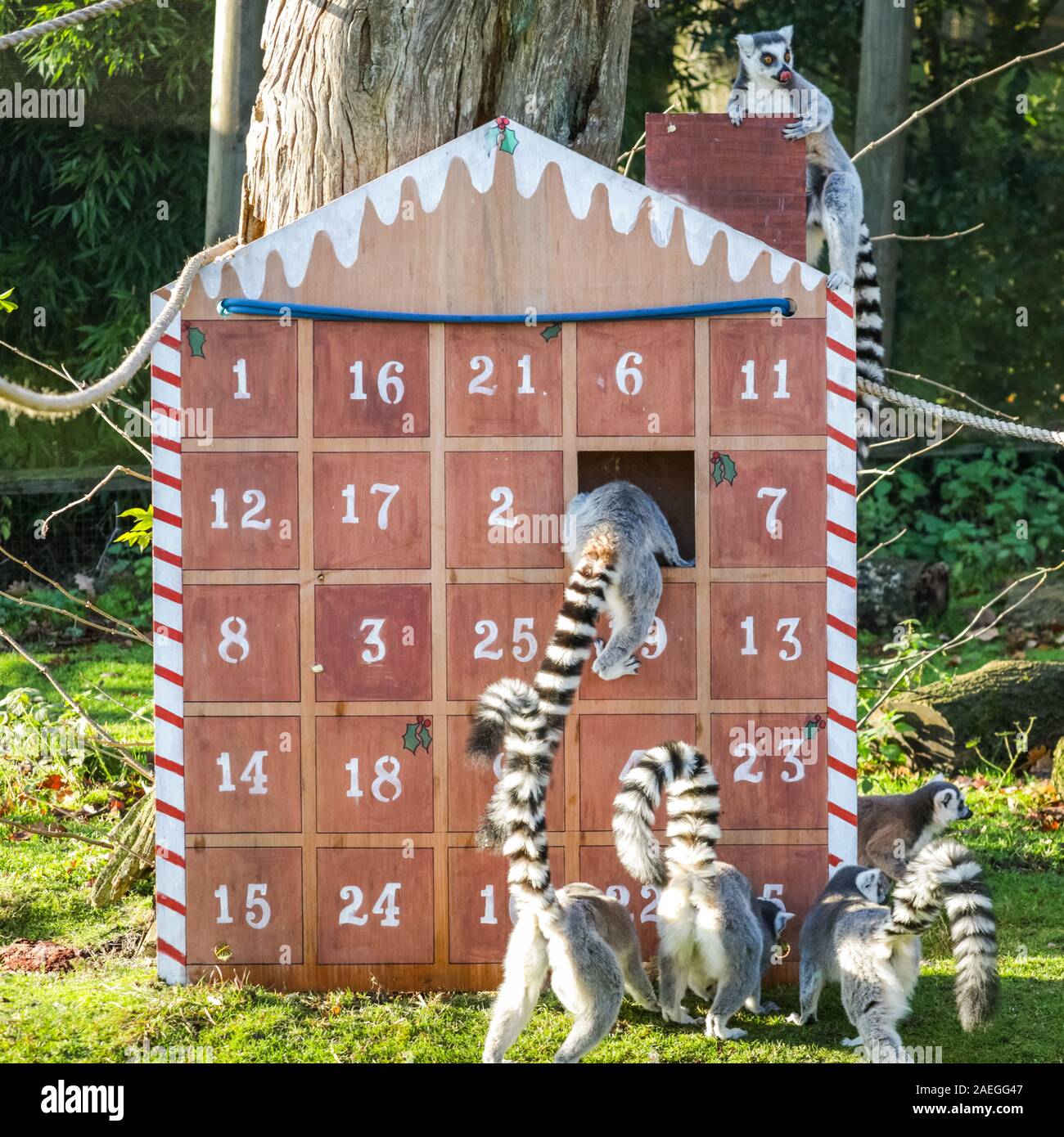 ZSL Whipsnade Zoo, REGNO UNITO, 09 dic 2019. Lo Zoo di maliziosa truppa di ring-tailed lemuri trovare un nuovo telaio di arrampicata in casa loro, sotto forma di un grande calendario d'Avvento con veg-riempito di windows. Lemuri, rinoceronti, leoni e capre pigmee tutti il risveglio di una festa a sorpresa come custodi prepararsi a celebrare il Natale con gli animali al ZSL Whipsnade Zoo. Credito: Imageplotter/Alamy Live News Foto Stock