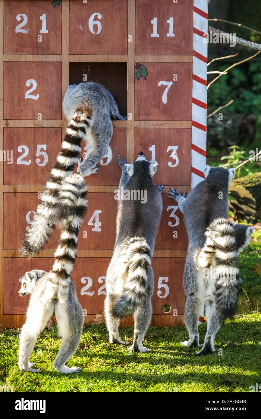 ZSL Whipsnade Zoo, REGNO UNITO, 09 dic 2019. Lo Zoo di maliziosa truppa di ring-tailed lemuri trovare un nuovo telaio di arrampicata in casa loro, sotto forma di un grande calendario d'Avvento con veg-riempito di windows. Lemuri, rinoceronti, leoni e capre pigmee tutti il risveglio di una festa a sorpresa come custodi prepararsi a celebrare il Natale con gli animali al ZSL Whipsnade Zoo. Credito: Imageplotter/Alamy Live News Foto Stock