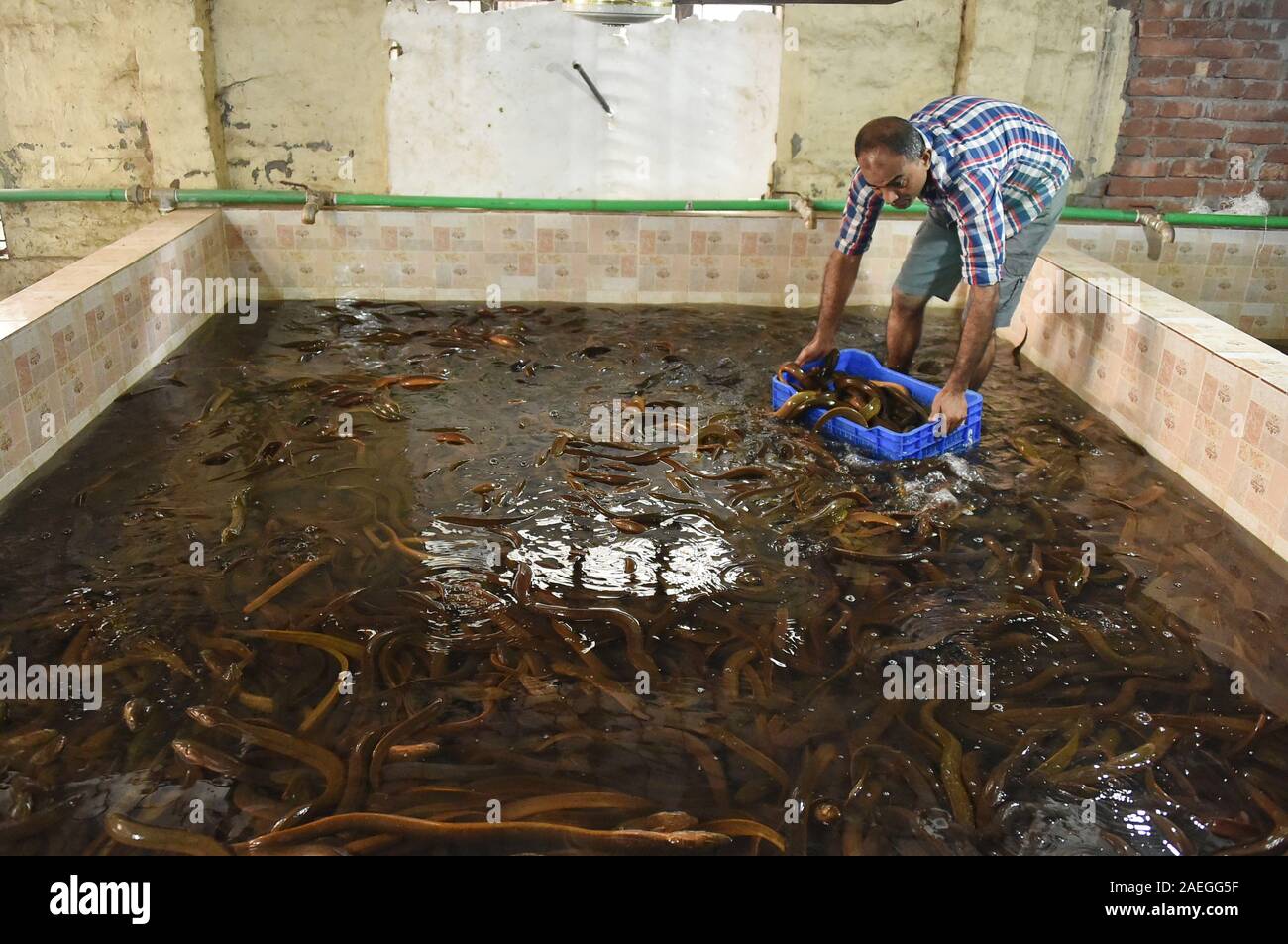 Dacca in Bangladesh. Il 9 dicembre, 2019. Un esecutore elabora le anguille in corrispondenza di un pesce dal centro di elaborazione a Dhaka, nel Bangladesh, Dicembre 9, 2019. In mezzo a un boom delle esportazioni, il numero crescente degli allevamenti di anguille sono impostati in Bangladesh. Credito: Str/Xinhua/Alamy Live News Foto Stock