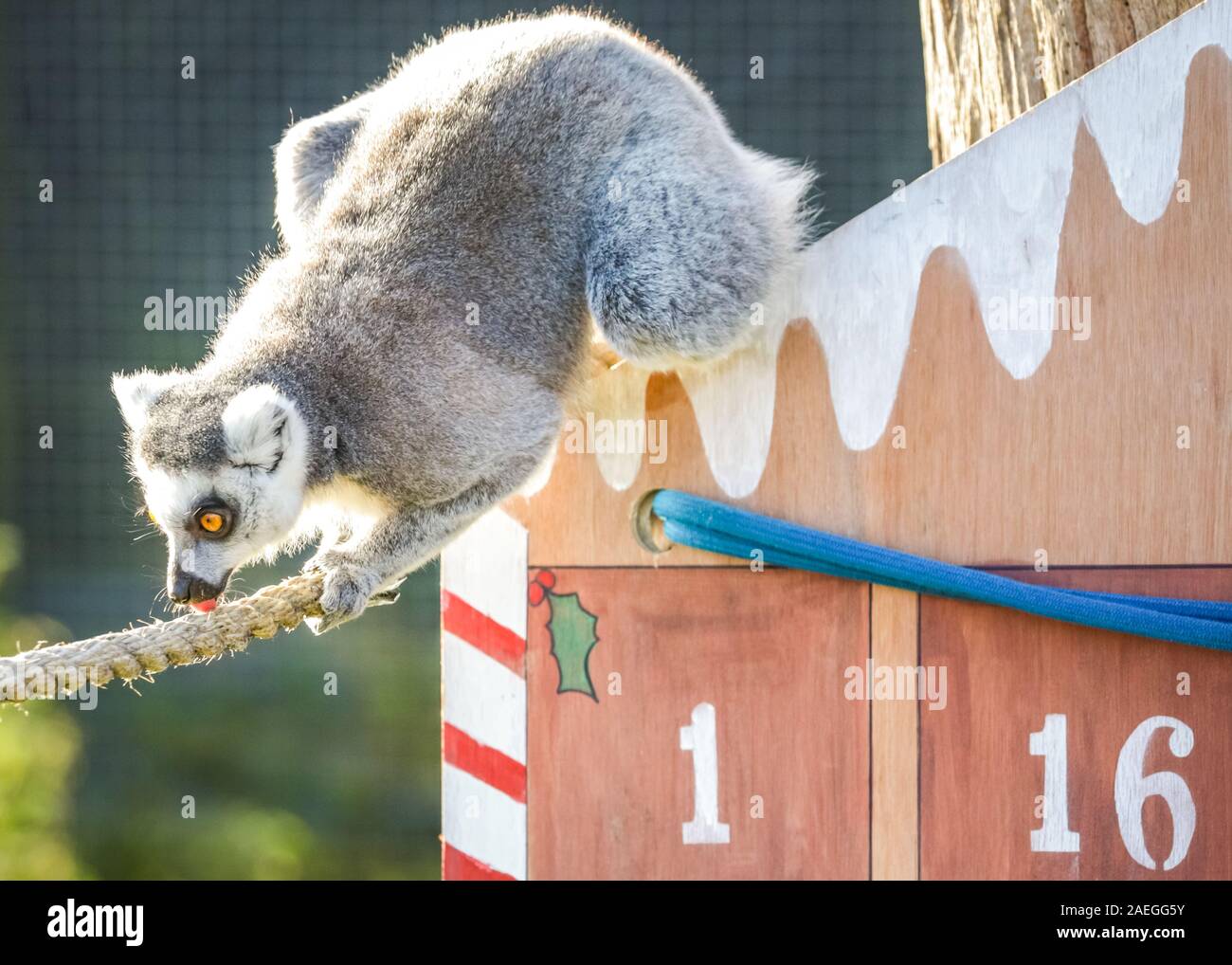 ZSL Whipsnade Zoo, REGNO UNITO, 09 dic 2019. Lo Zoo di maliziosa truppa di ring-tailed lemuri trovare un nuovo telaio di arrampicata in casa loro, sotto forma di un grande calendario d'Avvento con veg-riempito di windows. Lemuri, rinoceronti, leoni e capre pigmee tutti il risveglio di una festa a sorpresa come custodi prepararsi a celebrare il Natale con gli animali al ZSL Whipsnade Zoo. Credito: Imageplotter/Alamy Live News Foto Stock