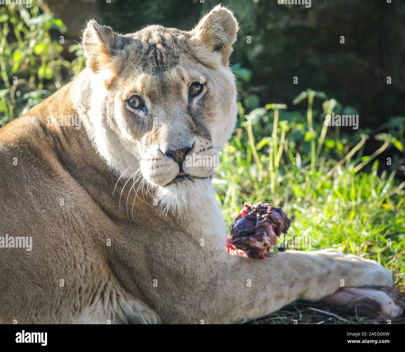 ZSL Whipsnade Zoo, REGNO UNITO, 09 dic 2019. .Lo Zoo la troupe di Lions ricevono la loro festosa golosità. Lemuri, rinoceronti, leoni e capre pigmee tutti il risveglio di una festa a sorpresa come custodi prepararsi a celebrare il Natale con gli animali al ZSL Whipsnade Zoo. Credito: Imageplotter/Alamy Live News Foto Stock