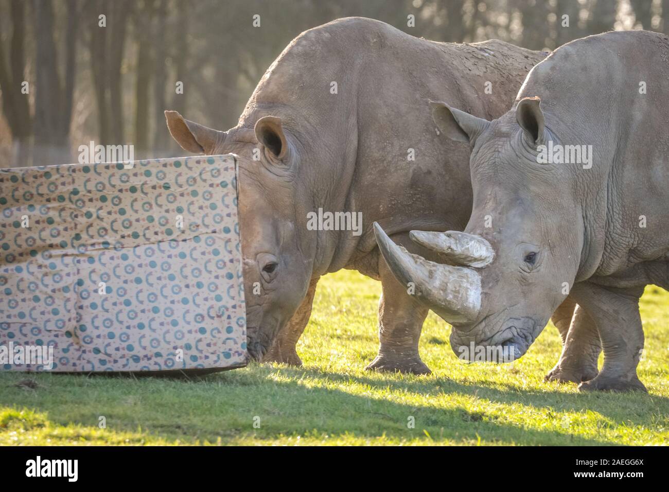 ZSL Whipsnade Zoo, REGNO UNITO, 09 dic 2019. I detentori hanno avvolto un gigante 8ft box per il sud il rinoceronte bianco Nsiswa, Clara, Mikumi, Tuli e Bertha - il dono più grande che abbia mai ricevuto. Lemuri, rinoceronti, leoni e capre pigmee tutti il risveglio di una festa a sorpresa come custodi prepararsi a celebrare il Natale con gli animali al ZSL Whipsnade Zoo. Credito: Imageplotter/Alamy Live News Foto Stock