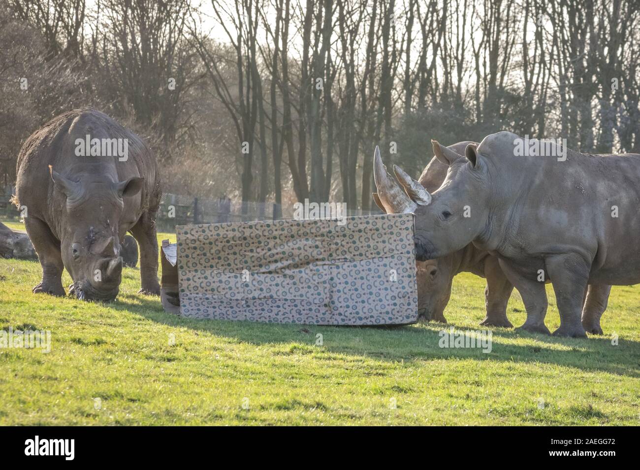 ZSL Whipsnade Zoo, REGNO UNITO, 09 dic 2019. I detentori hanno avvolto un gigante 8ft box per il sud il rinoceronte bianco Nsiswa, Clara, Mikumi, Tuli e Bertha - il dono più grande che abbia mai ricevuto. Lemuri, rinoceronti, leoni e capre pigmee tutti il risveglio di una festa a sorpresa come custodi prepararsi a celebrare il Natale con gli animali al ZSL Whipsnade Zoo. Credito: Imageplotter/Alamy Live News Foto Stock