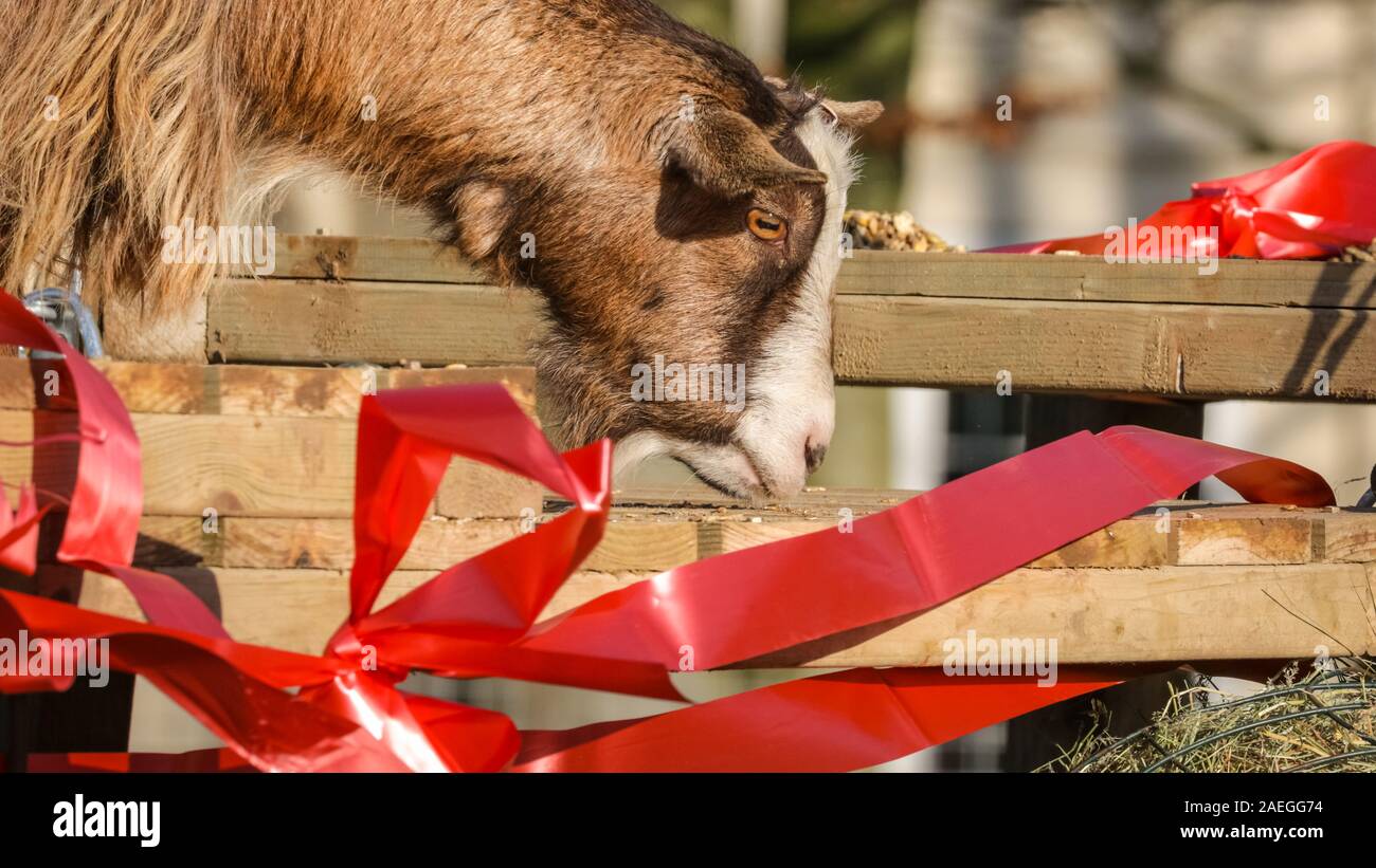 ZSL Whipsnade Zoo, REGNO UNITO, 09 dic 2019. Lo zoo di KThe la troupe di capre pigmee hanno un grande momento roditura sulle dolci natalizi, mentre i detentori Catherine Doherty e Stacey Barker. Lemuri, rinoceronti, leoni e capre pigmee tutti il risveglio di una festa a sorpresa come custodi prepararsi a celebrare il Natale con gli animali al ZSL Whipsnade Zoo. Credito: Imageplotter/Alamy Live News Foto Stock