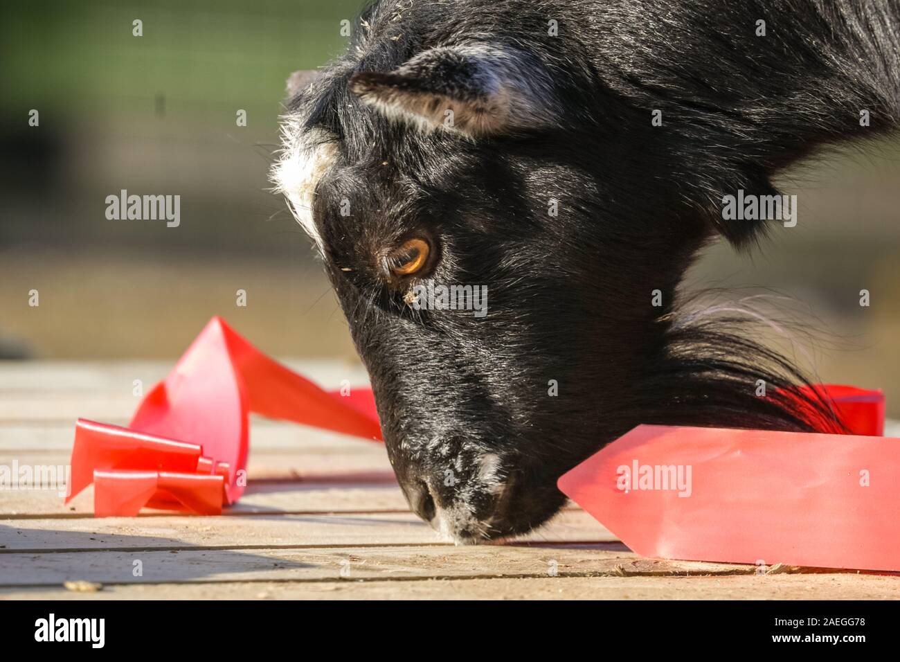 ZSL Whipsnade Zoo, REGNO UNITO, 09 dic 2019. Lo zoo di KThe la troupe di capre pigmee hanno un grande momento roditura sulle dolci natalizi, mentre i detentori Catherine Doherty e Stacey Barker. Lemuri, rinoceronti, leoni e capre pigmee tutti il risveglio di una festa a sorpresa come custodi prepararsi a celebrare il Natale con gli animali al ZSL Whipsnade Zoo. Credito: Imageplotter/Alamy Live News Foto Stock