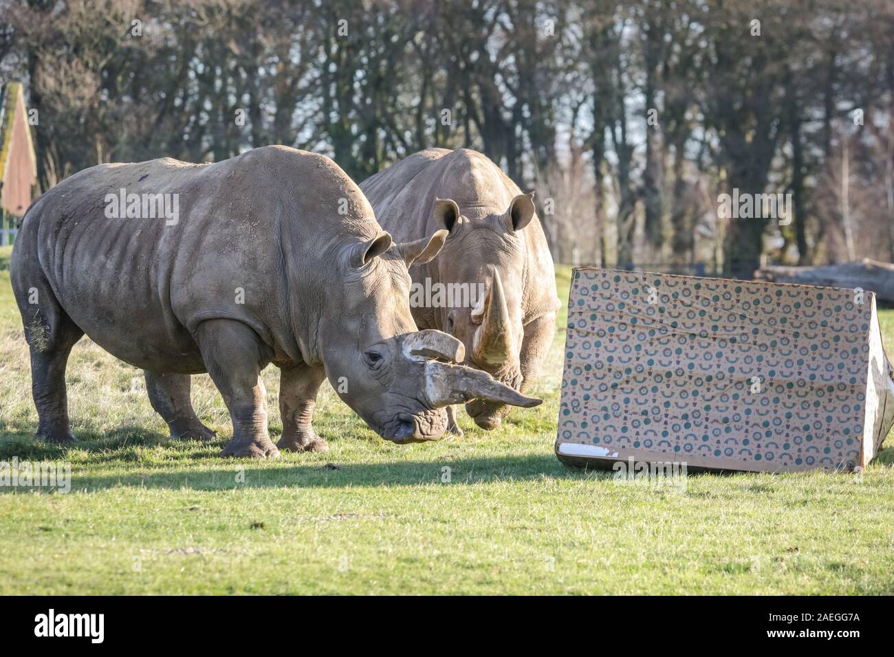 ZSL Whipsnade Zoo, REGNO UNITO, 09 dic 2019. I detentori hanno avvolto un gigante 8ft box per il sud il rinoceronte bianco Nsiswa, Clara, Mikumi, Tuli e Bertha - il dono più grande che abbia mai ricevuto. Lemuri, rinoceronti, leoni e capre pigmee tutti il risveglio di una festa a sorpresa come custodi prepararsi a celebrare il Natale con gli animali al ZSL Whipsnade Zoo. Credito: Imageplotter/Alamy Live News Foto Stock