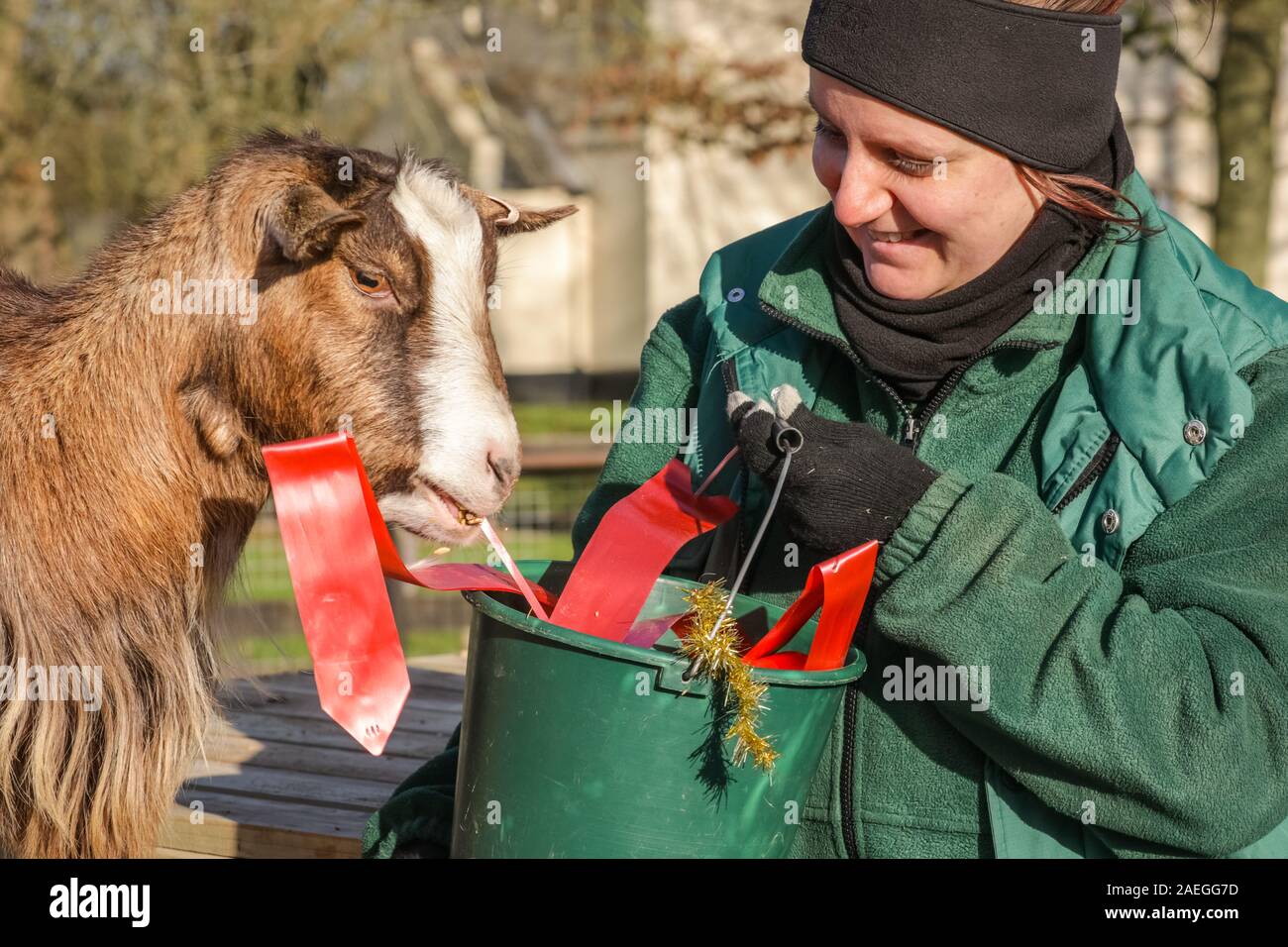 ZSL Whipsnade Zoo, REGNO UNITO, 09 dic 2019. Capra "Kallisti' (chiamato dopo i Giochi di troni carattere) felicemente si infila in, con keeper Catherine Doherty. Lo zoo di troupe di capre pigmee hanno un grande momento roditura sulle dolci natalizi, mentre i detentori Catherine Doherty e Stacey Barker. Lemuri, rinoceronti, leoni e capre pigmee tutti il risveglio di una festa a sorpresa come custodi prepararsi a celebrare il Natale con gli animali al ZSL Whipsnade Zoo. Credito: Imageplotter/Alamy Live News Foto Stock