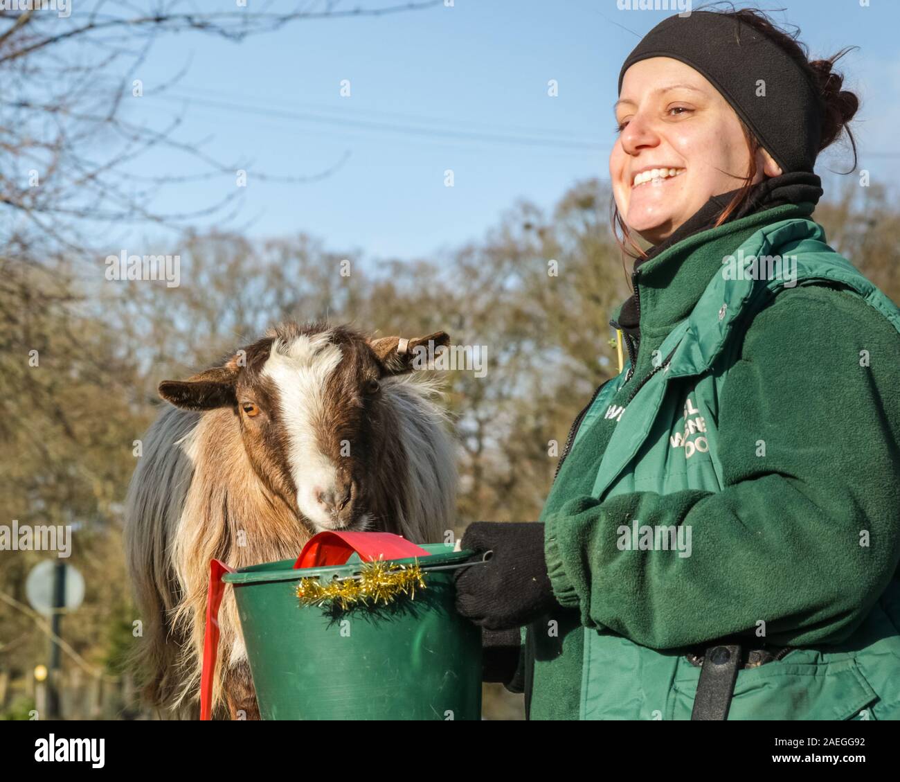 ZSL Whipsnade Zoo, REGNO UNITO, 09 dic 2019. Capra "Kallisti' (chiamato dopo i Giochi di troni carattere) felicemente si infila in, con keeper Catherine Doherty (destra) e Stacey Barker (sinistra). Lo zoo di troupe di capre pigmee hanno un grande momento roditura sulle dolcetti di Natale. Lemuri, rinoceronti, leoni e capre pigmee tutti il risveglio di una festa a sorpresa come custodi prepararsi a celebrare il Natale con gli animali al ZSL Whipsnade Zoo. Credito: Imageplotter/Alamy Live News Foto Stock