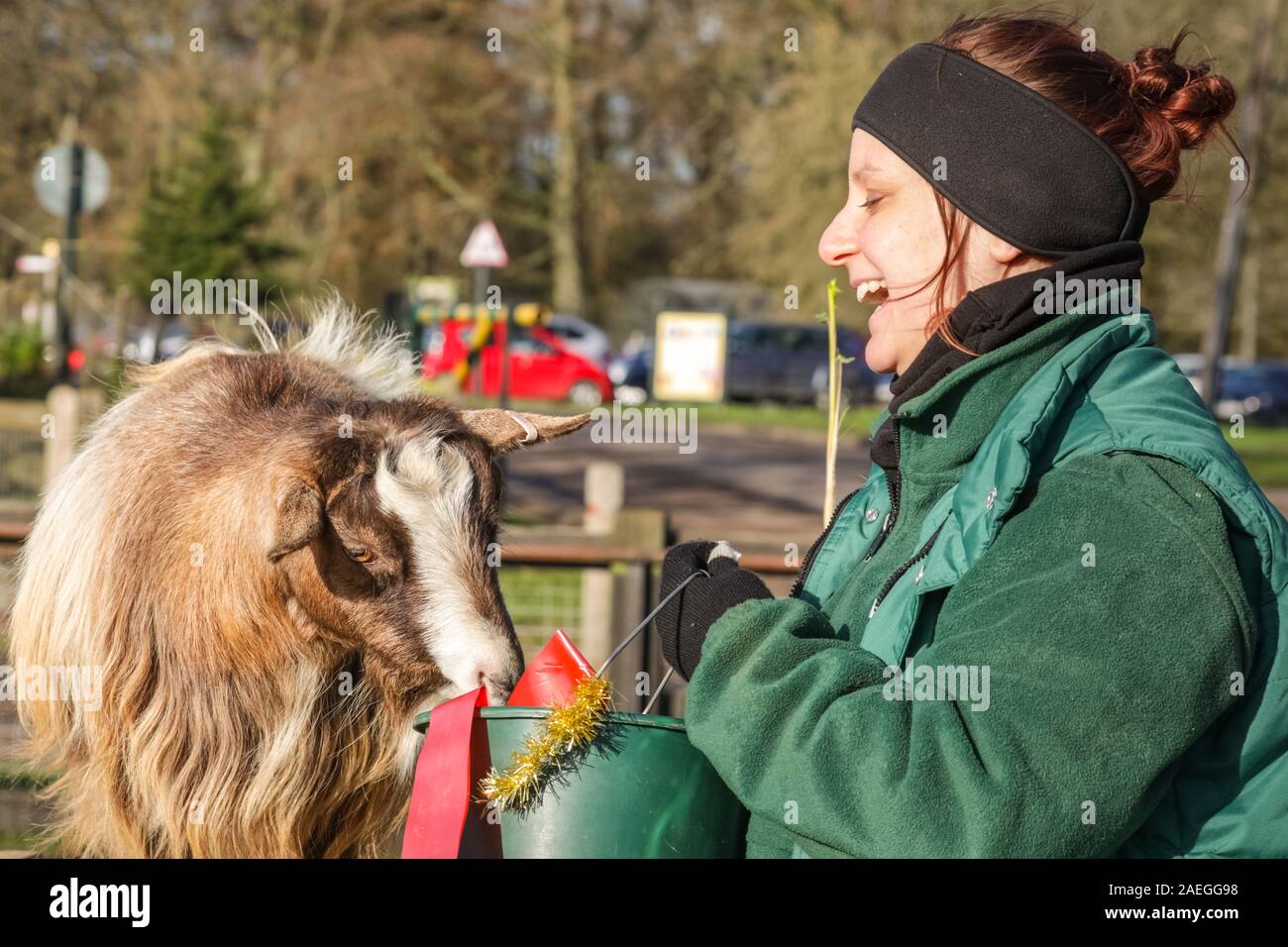 ZSL Whipsnade Zoo, REGNO UNITO, 09 dic 2019. Capra "Kallisti' (chiamato dopo i Giochi di troni carattere) felicemente si infila in, con keeper Catherine Doherty. Lo zoo di troupe di capre pigmee hanno un grande momento roditura sulle dolci natalizi, mentre i detentori Catherine Doherty e Stacey Barker. Lemuri, rinoceronti, leoni e capre pigmee tutti il risveglio di una festa a sorpresa come custodi prepararsi a celebrare il Natale con gli animali al ZSL Whipsnade Zoo. Credito: Imageplotter/Alamy Live News Foto Stock