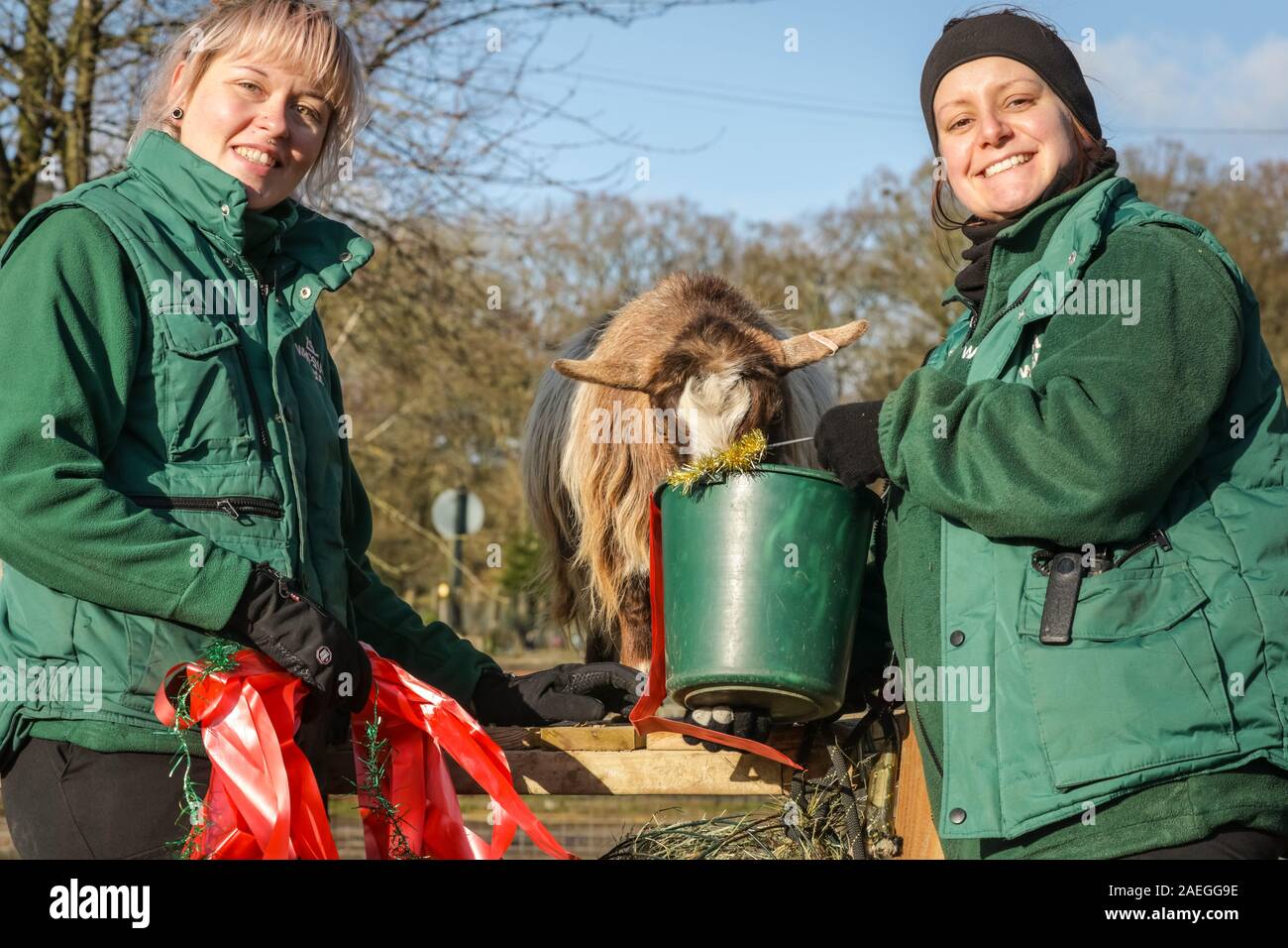 ZSL Whipsnade Zoo, REGNO UNITO, 09 dic 2019. Capra "Kallisti' (chiamato dopo i Giochi di troni carattere) felicemente si infila in, con keeper Catherine Doherty (destra) e Stacey Barker (sinistra). Lo zoo di troupe di capre pigmee hanno un grande momento roditura sulle dolcetti di Natale. Lemuri, rinoceronti, leoni e capre pigmee tutti il risveglio di una festa a sorpresa come custodi prepararsi a celebrare il Natale con gli animali al ZSL Whipsnade Zoo. Credito: Imageplotter/Alamy Live News Foto Stock