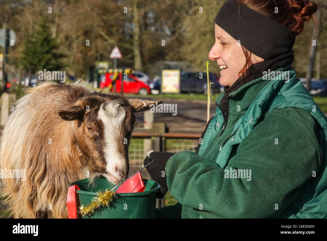 ZSL Whipsnade Zoo, REGNO UNITO, 09 dic 2019. Capra "Kallisti' (chiamato dopo i Giochi di troni carattere) felicemente si infila in, con keeper Catherine Doherty. Lo zoo di troupe di capre pigmee hanno un grande momento roditura sulle dolci natalizi, mentre i detentori Catherine Doherty e Stacey Barker. Lemuri, rinoceronti, leoni e capre pigmee tutti il risveglio di una festa a sorpresa come custodi prepararsi a celebrare il Natale con gli animali al ZSL Whipsnade Zoo. Credito: Imageplotter/Alamy Live News Foto Stock