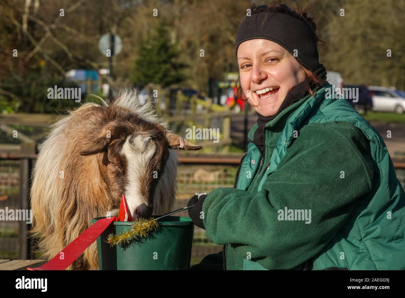 ZSL Whipsnade Zoo, REGNO UNITO, 09 dic 2019. Capra "Kallisti' (chiamato dopo i Giochi di troni carattere) felicemente si infila in, con keeper Catherine Doherty. Lo zoo di troupe di capre pigmee hanno un grande momento roditura sulle dolci natalizi, mentre i detentori Catherine Doherty e Stacey Barker. Lemuri, rinoceronti, leoni e capre pigmee tutti il risveglio di una festa a sorpresa come custodi prepararsi a celebrare il Natale con gli animali al ZSL Whipsnade Zoo. Credito: Imageplotter/Alamy Live News Foto Stock