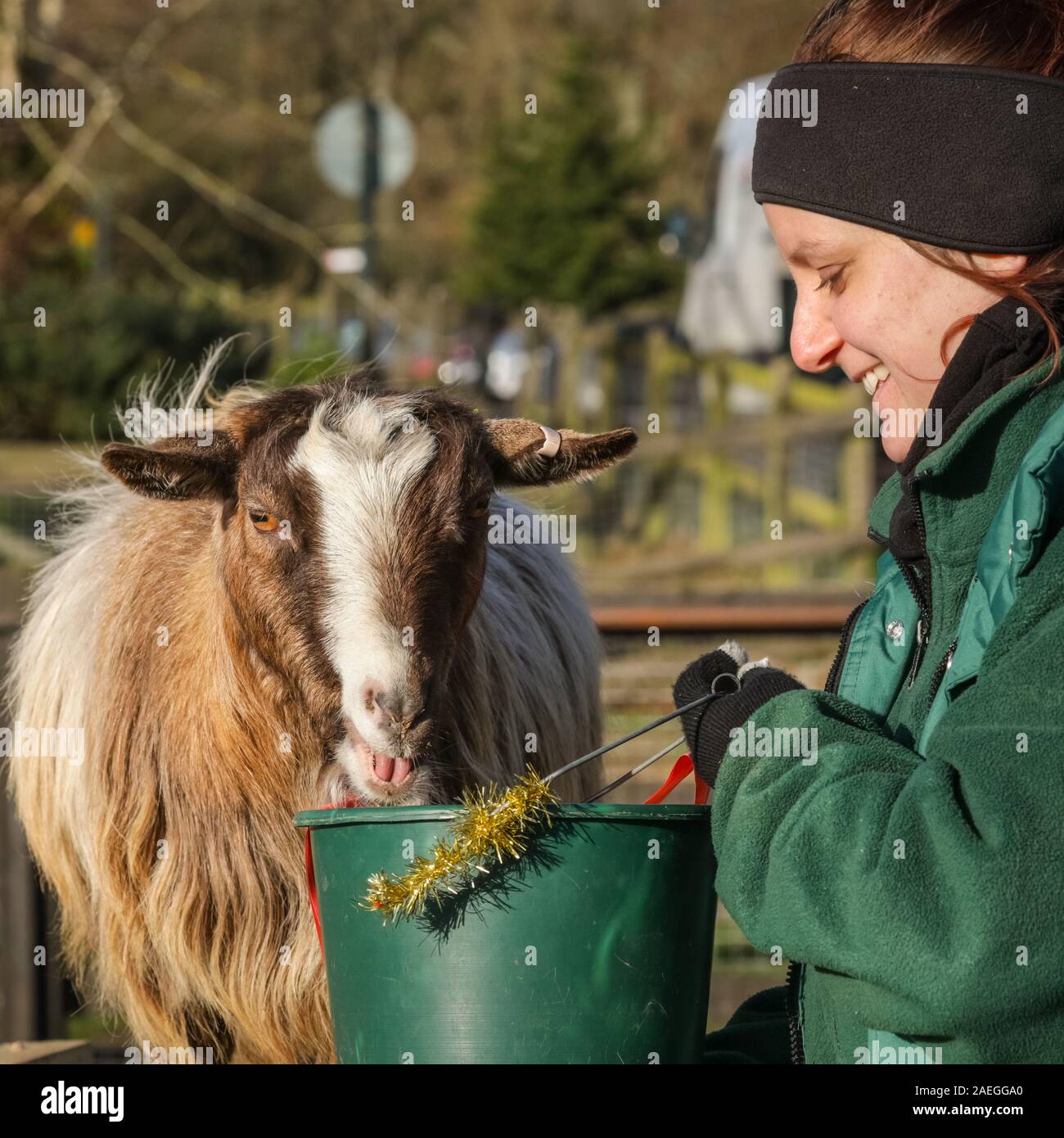 ZSL Whipsnade Zoo, REGNO UNITO, 09 dic 2019. Capra "Kallisti' (chiamato dopo i Giochi di troni carattere) felicemente si infila in, con keeper Catherine Doherty. Lo zoo di troupe di capre pigmee hanno un grande momento roditura sulle dolci natalizi, mentre i detentori Catherine Doherty e Stacey Barker. Lemuri, rinoceronti, leoni e capre pigmee tutti il risveglio di una festa a sorpresa come custodi prepararsi a celebrare il Natale con gli animali al ZSL Whipsnade Zoo. Credito: Imageplotter/Alamy Live News Foto Stock