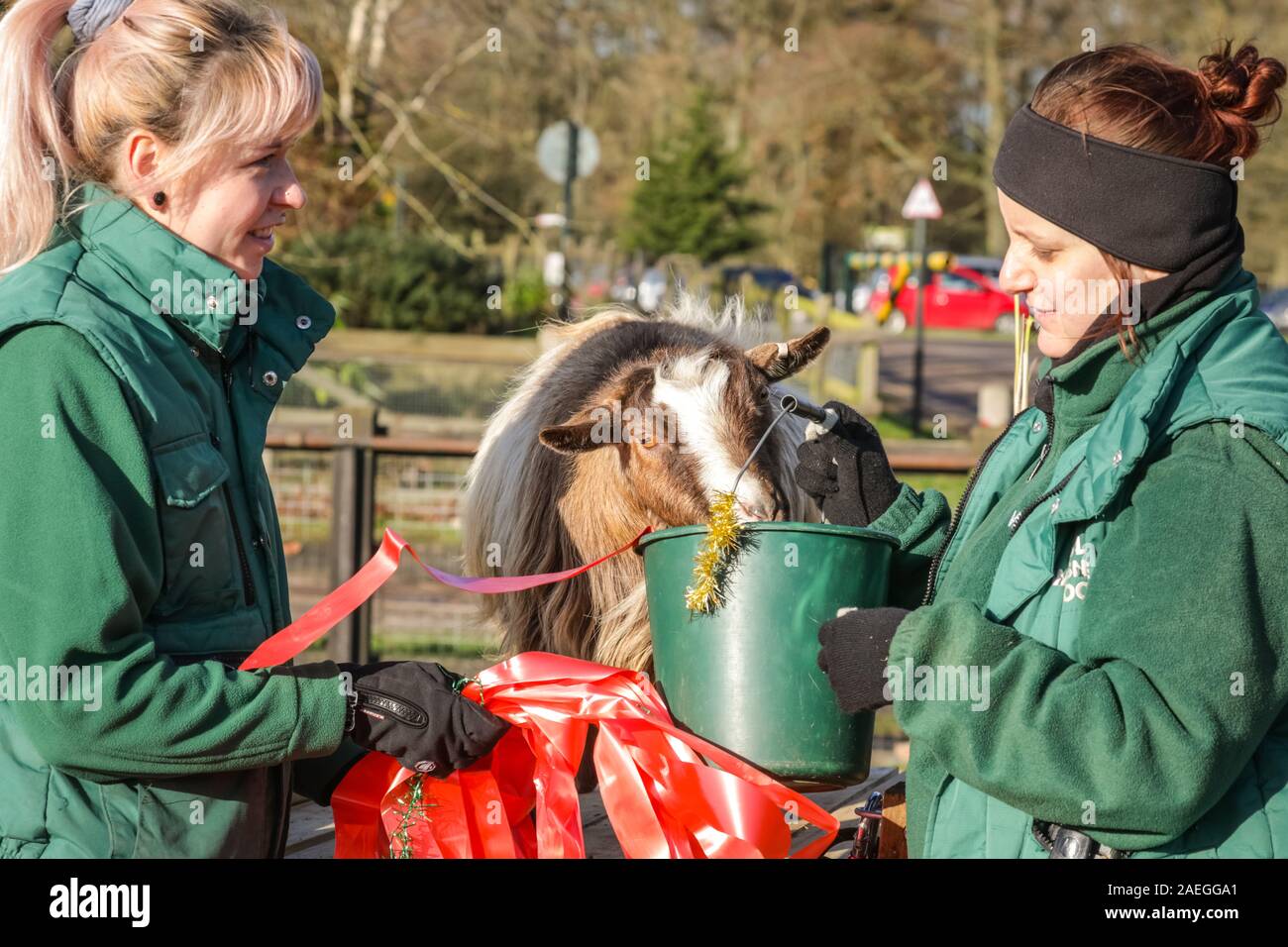 ZSL Whipsnade Zoo, REGNO UNITO, 09 dic 2019. Capra "Kallisti' (chiamato dopo i Giochi di troni carattere) felicemente si infila in, con keeper Catherine Doherty (destra) e Stacey Barker (sinistra). Lo zoo di troupe di capre pigmee hanno un grande momento roditura sulle dolcetti di Natale. Lemuri, rinoceronti, leoni e capre pigmee tutti il risveglio di una festa a sorpresa come custodi prepararsi a celebrare il Natale con gli animali al ZSL Whipsnade Zoo. Credito: Imageplotter/Alamy Live News Foto Stock