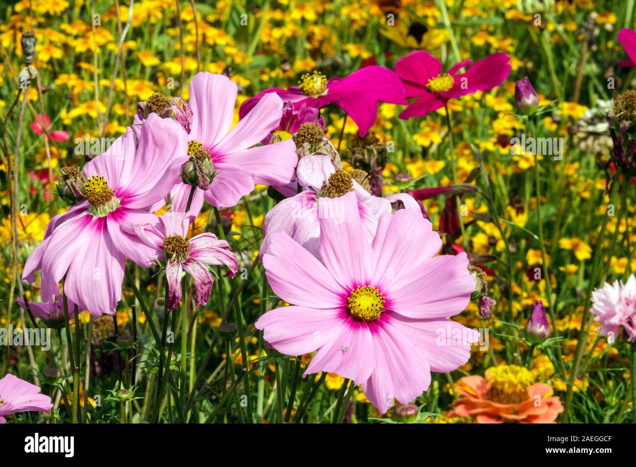 Giardino fiorito cosmo rosa, fiori selvatici Foto Stock