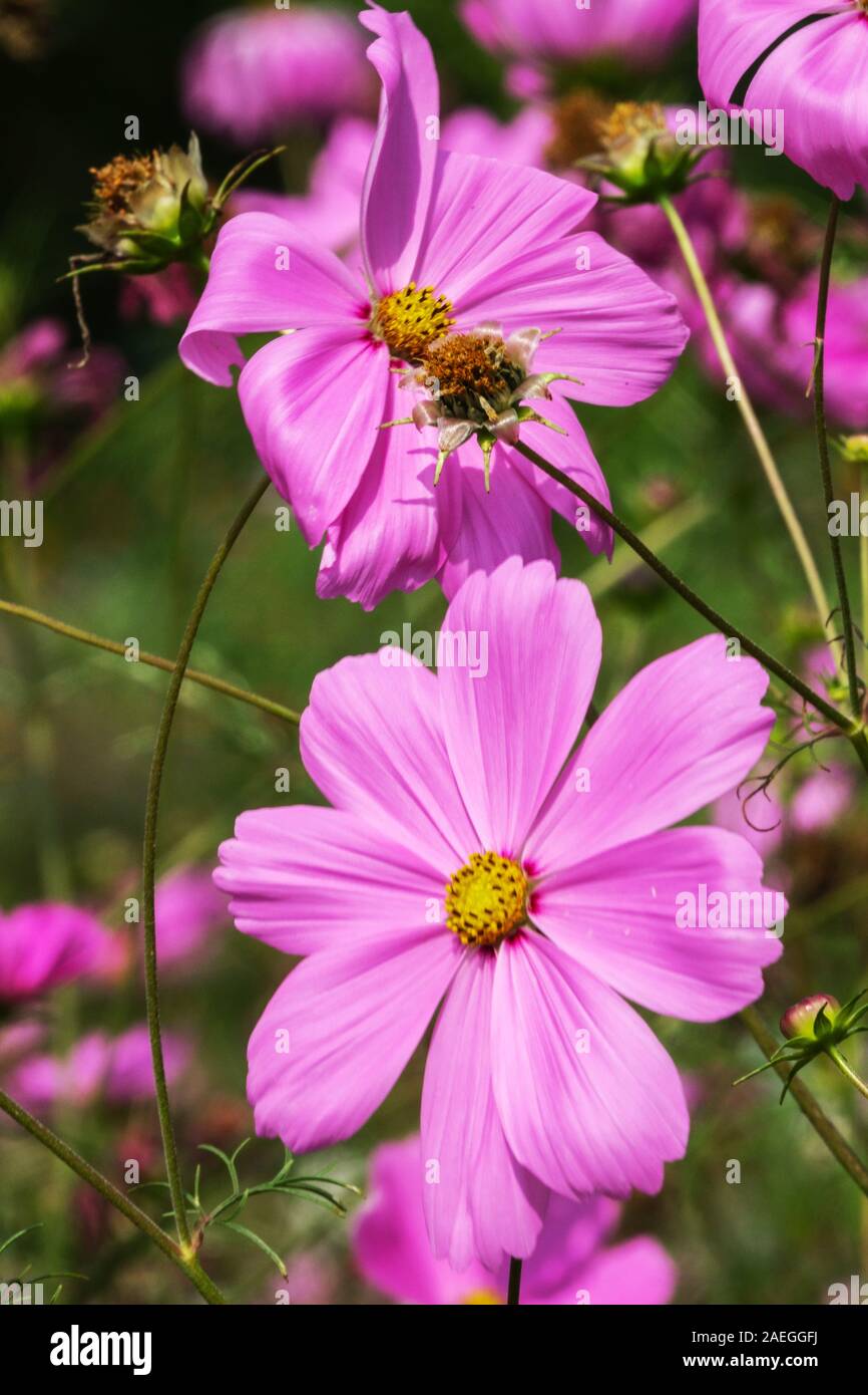 Rosa vicino dei fiori Cosmos bipinnatus Foto Stock