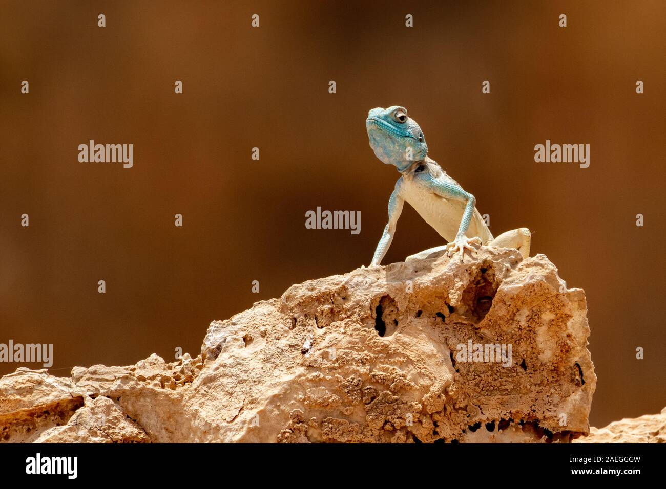 Il Sinai AGAMA SA (Pseudotrapelus sinaitus, ex sinaita AGAMA SA) crogiolarvi al sole su una roccia. Fotografato in Israele nel Maggio Foto Stock