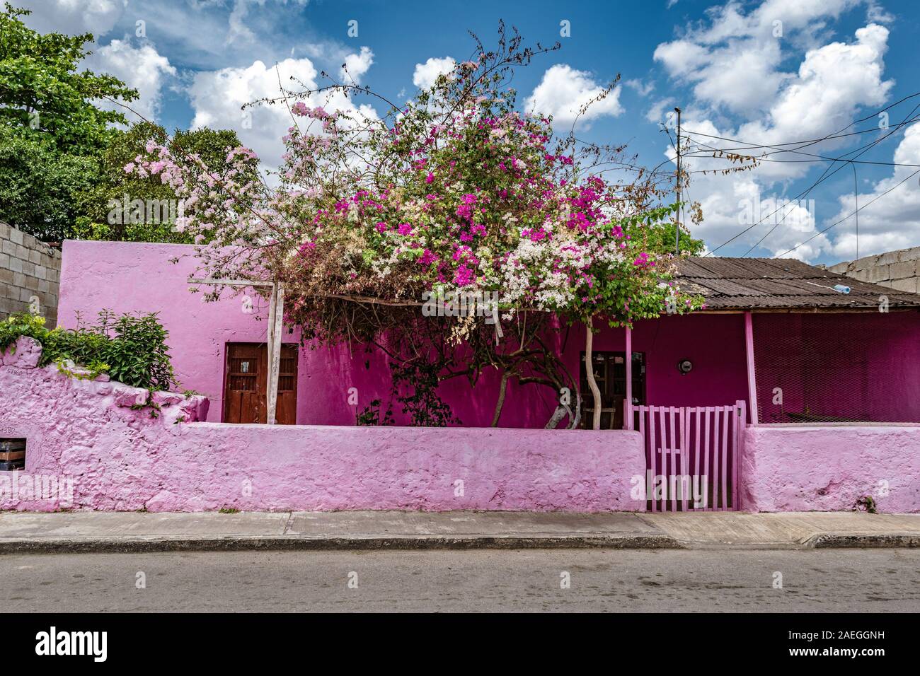 Dipinto luminosamente edificio rosa con Bougainvillea arbusto crescente al di fuori in Valladolid, Yucatan, Messico. Foto Stock