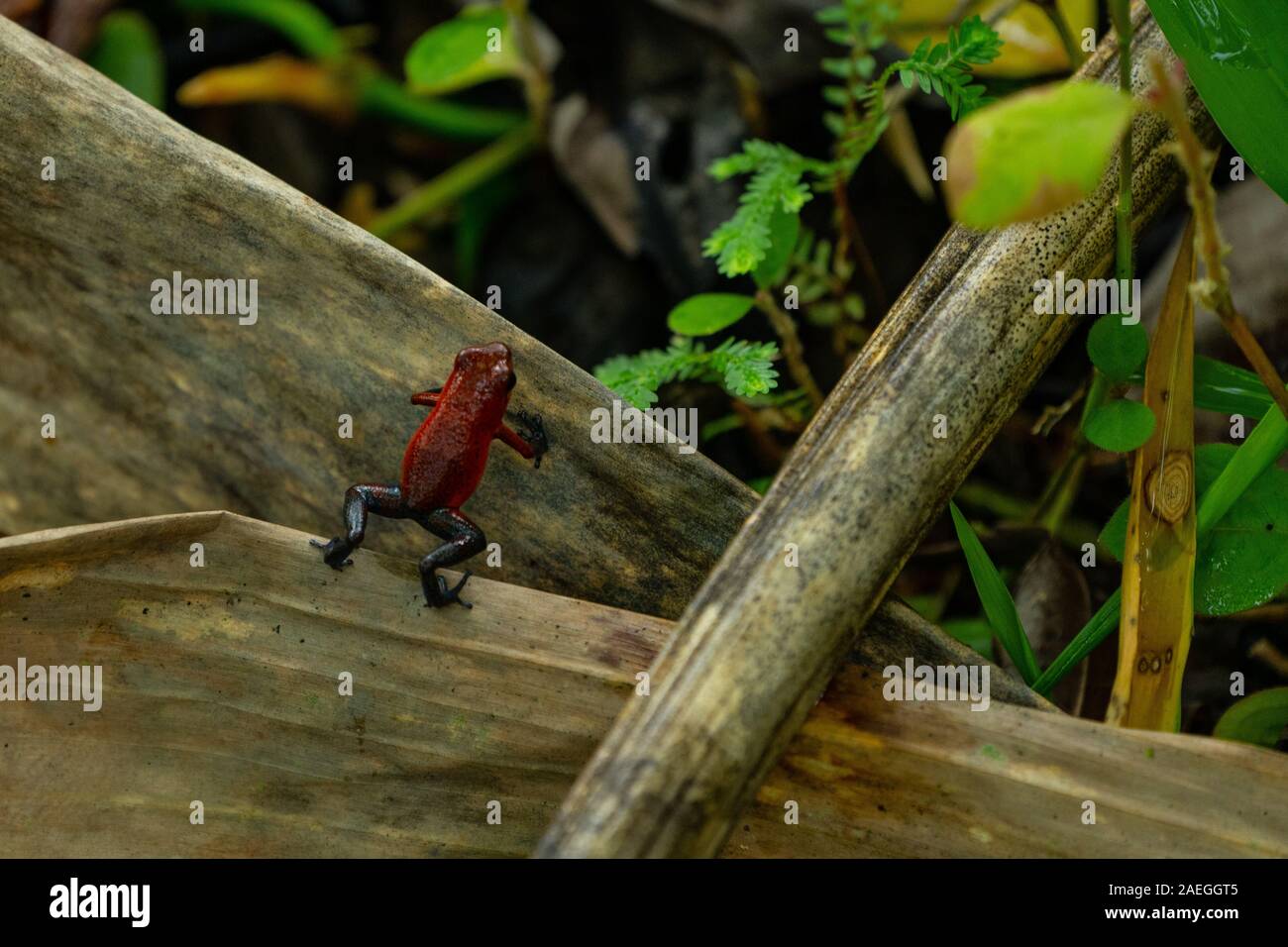 Strawberry poison frog (Oophaga pumilio) su una foglia. Il colore di base di questo piccolo tossico poison dart frog è rosso. Si trovano in tutta la Costa Rica e Pana Foto Stock