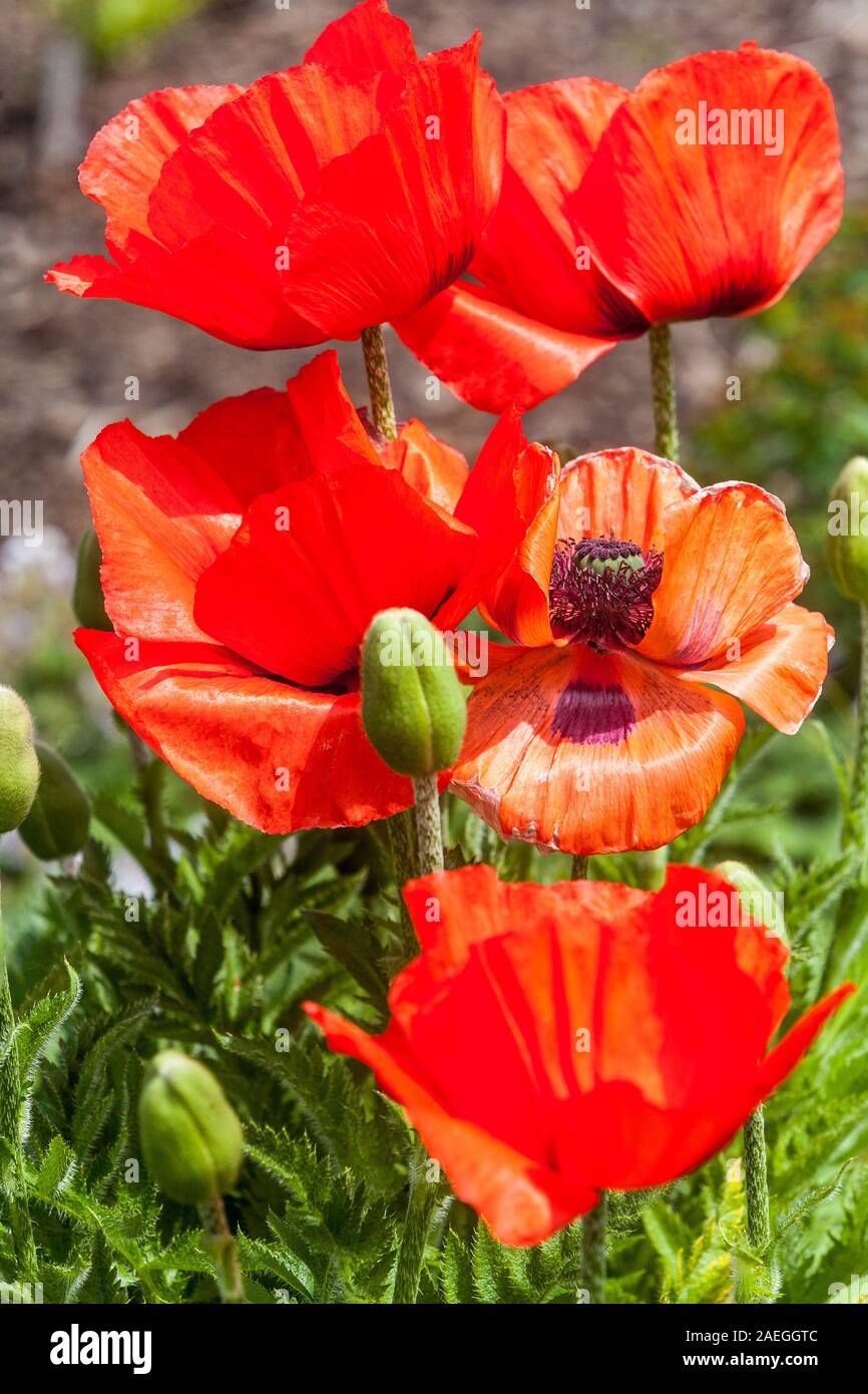 Vibranti fiori rosso papavero orientale - Papaver Orientale, papavero rosso blossoms Foto Stock
