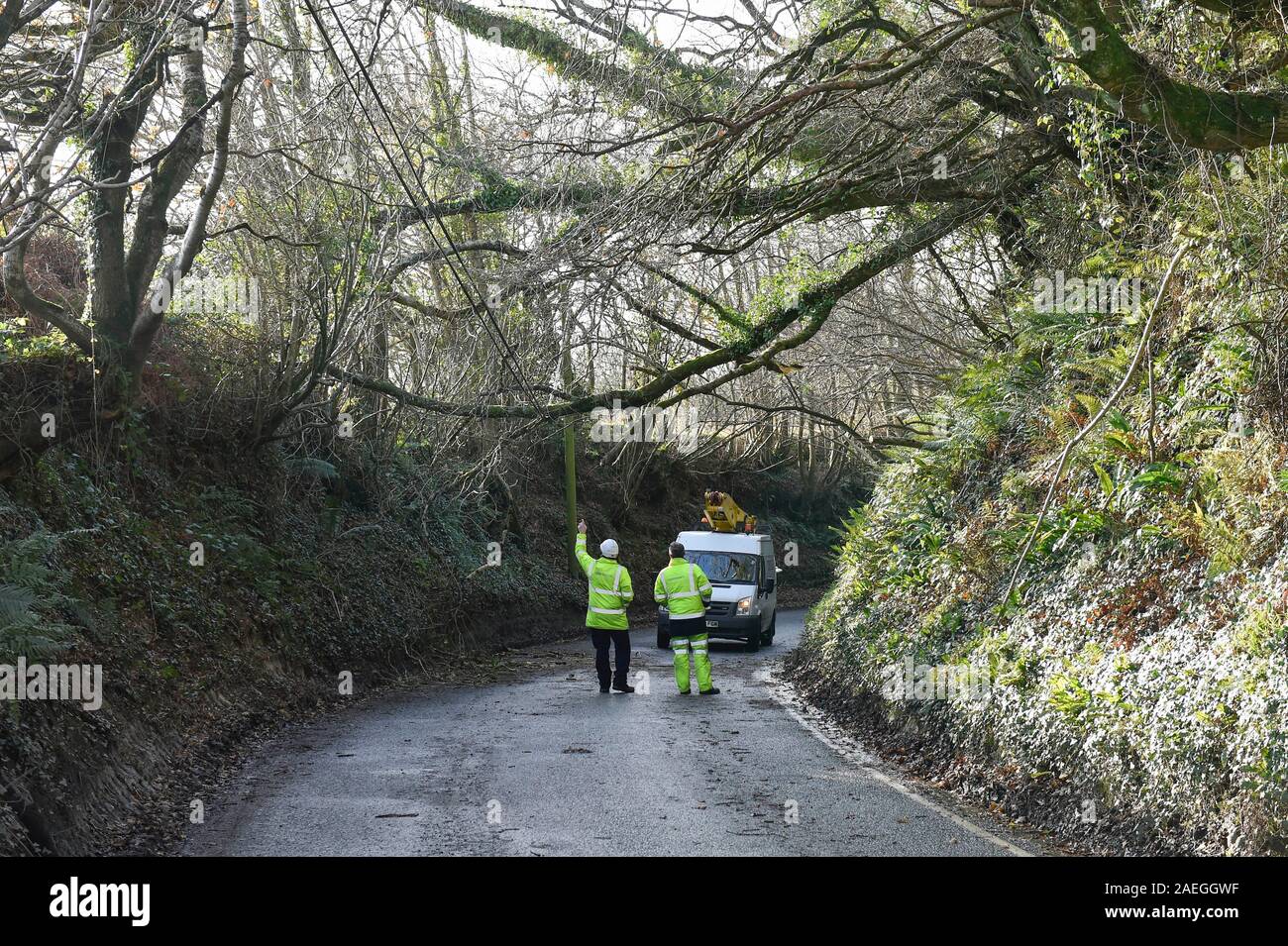 Broadwindsor, Dorset, Regno Unito. Il 9 dicembre 2019. Regno Unito Meteo. Ingegneri di ispezionare il danno dopo venti alti durante la notte ha portato giù un albero attraverso il telefono e linee di alimentazione sulla B3162 vicino Broadwindsor nel Dorset che ha chiuso la strada. Credito Foto: Graham Hunt/Alamy Live News Foto Stock