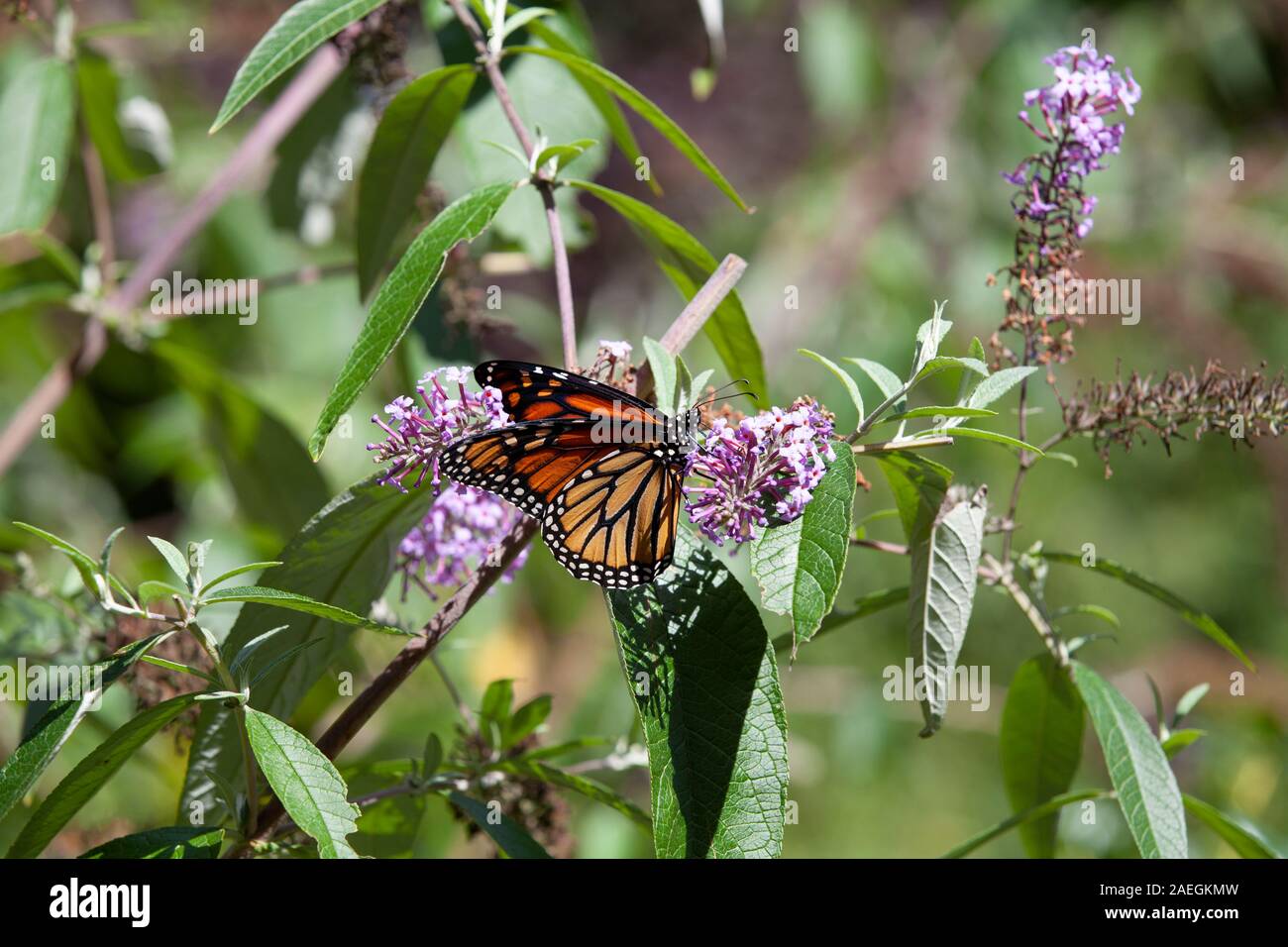 Una farfalla monarca su una boccola a farfalla nello stato di New York. Foto Stock